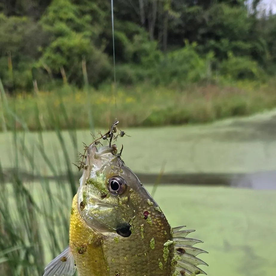 Bluegill caught on Fishbrain
