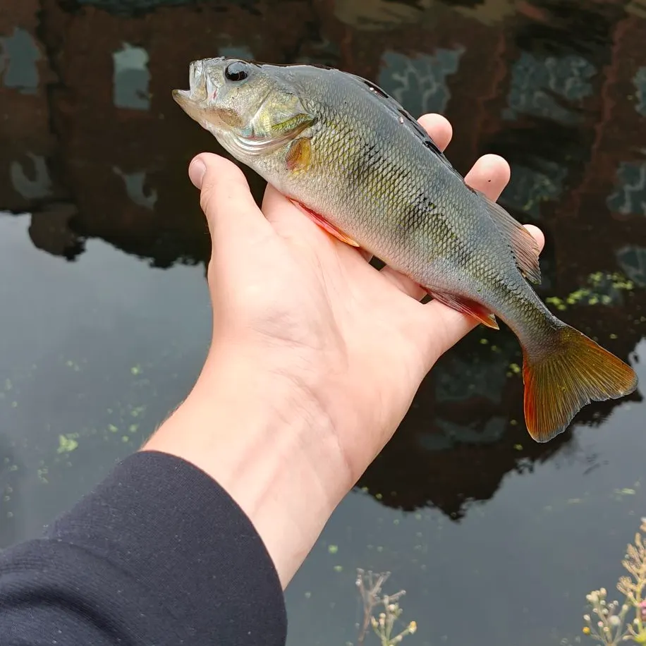European perch caught on Fishbrain