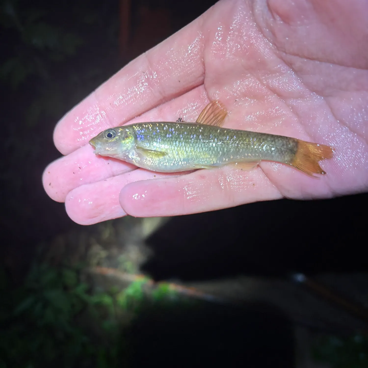 The most recent Cutlips minnow catches on Fishbrain