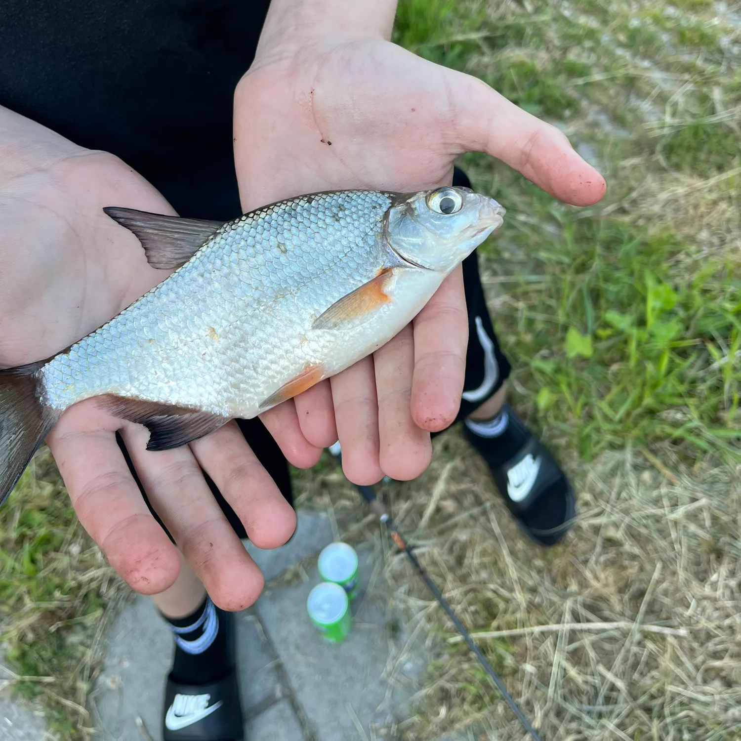 The most recent White bream catches on Fishbrain