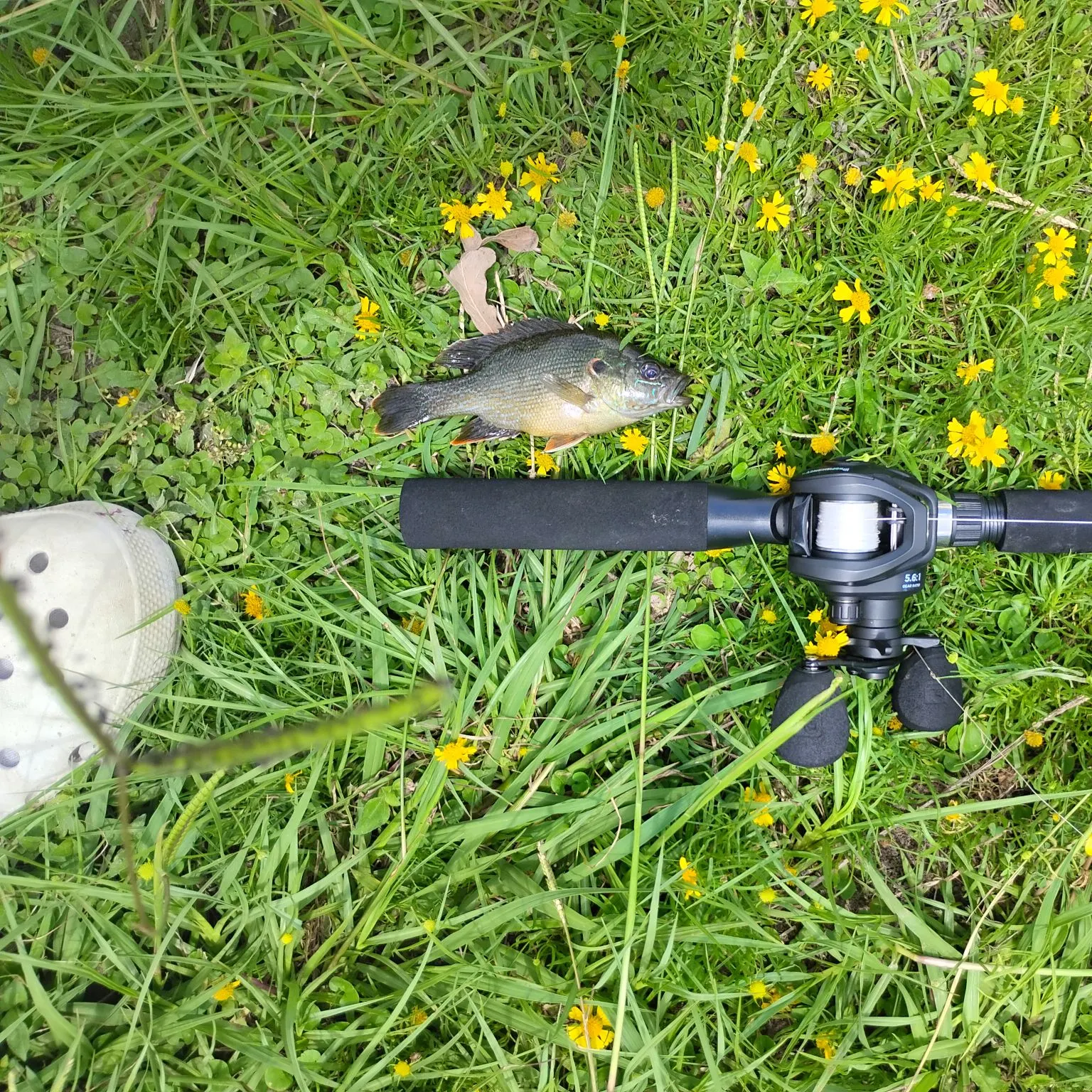 Greengill hybrid caught on Fishbrain