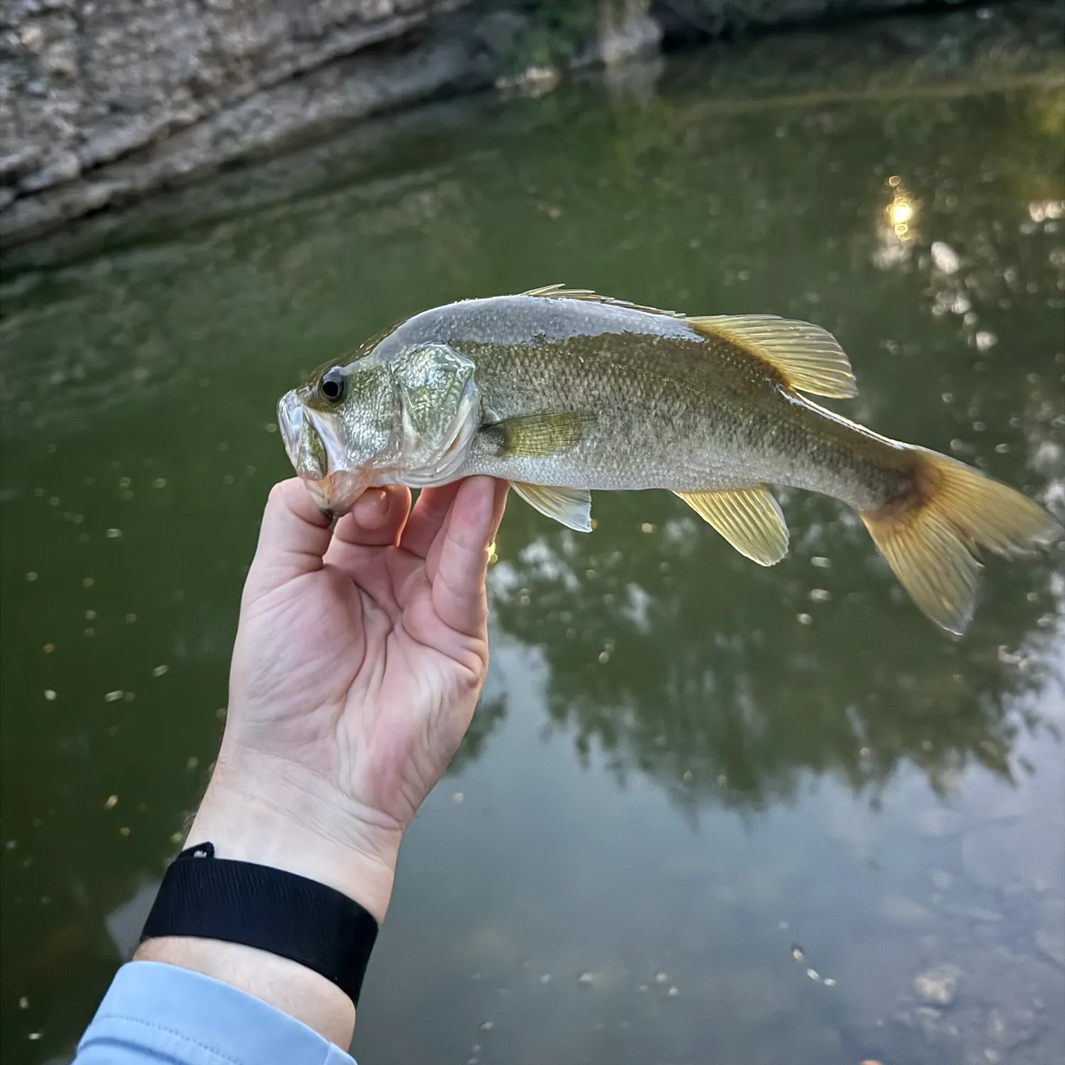 Largemouth bass caught on Fishbrain
