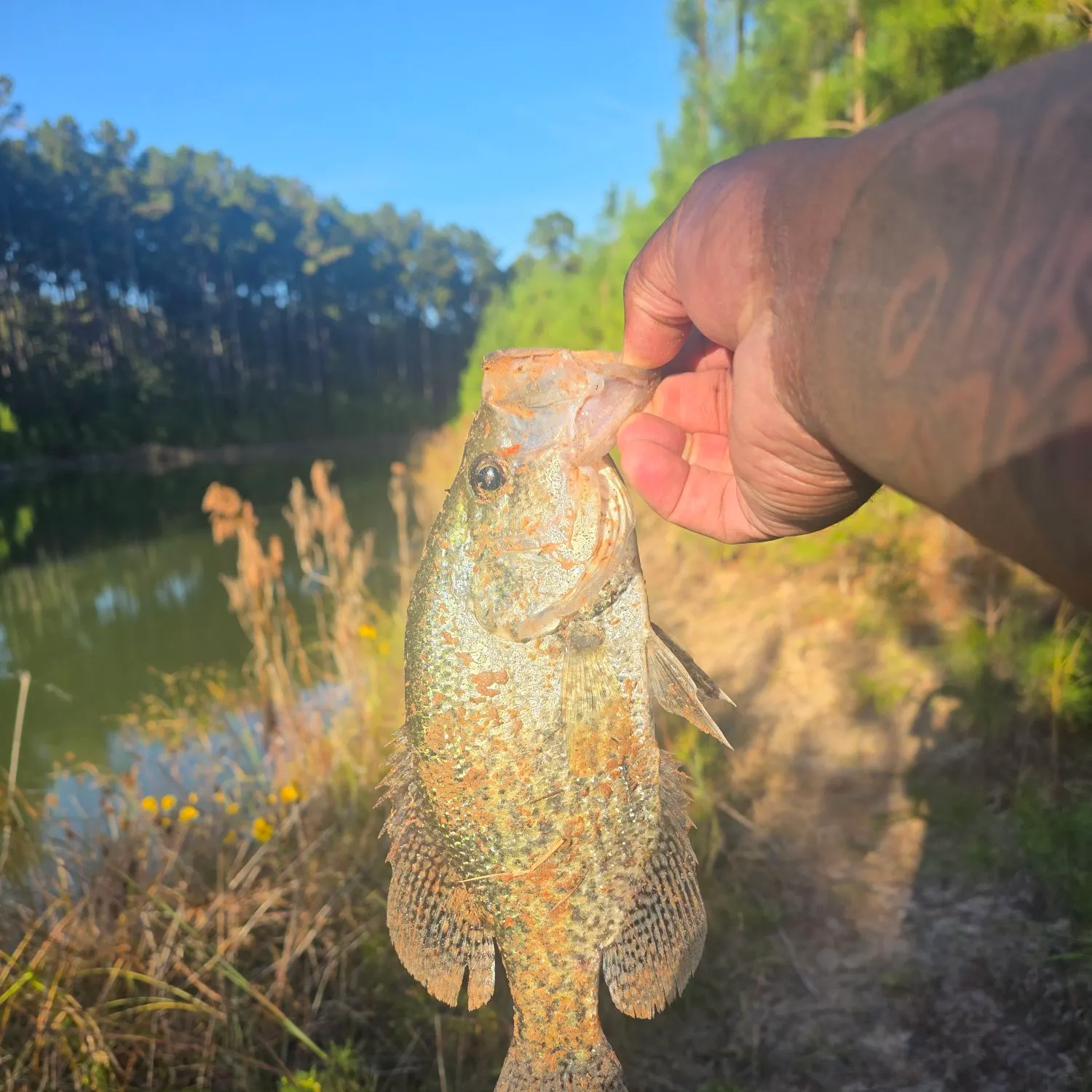 Black crappie caught on Fishbrain
