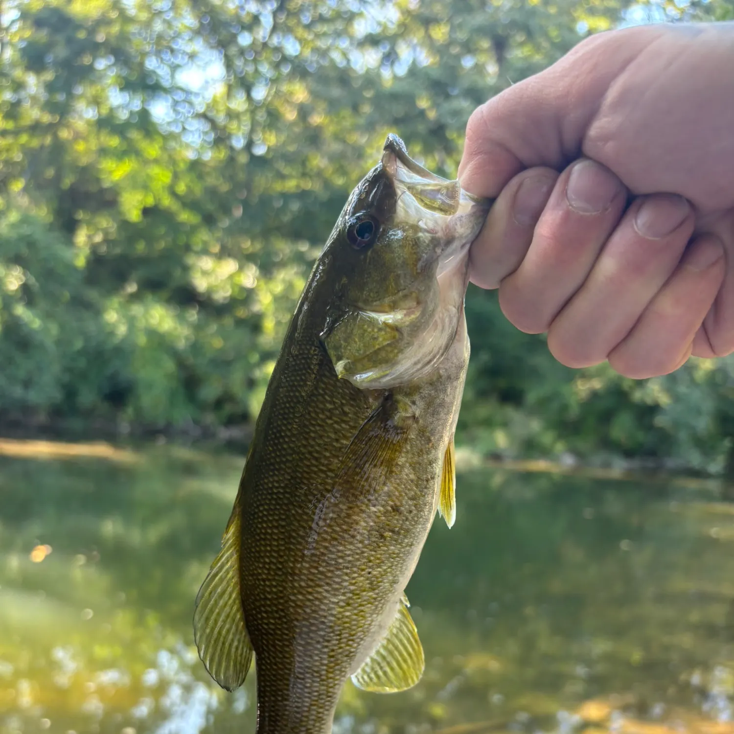 Smallmouth bass caught on Fishbrain