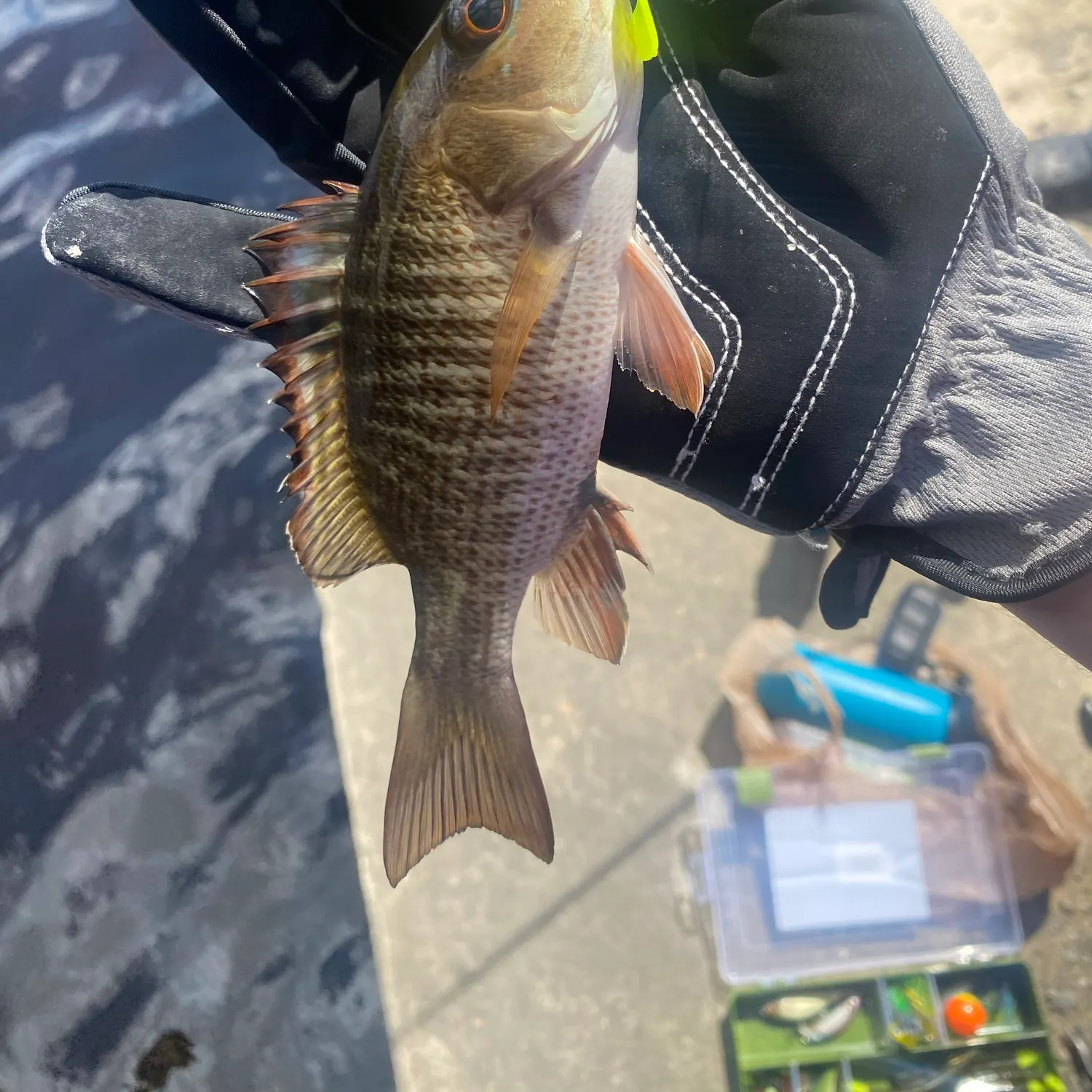 Mangrove snapper caught on Fishbrain