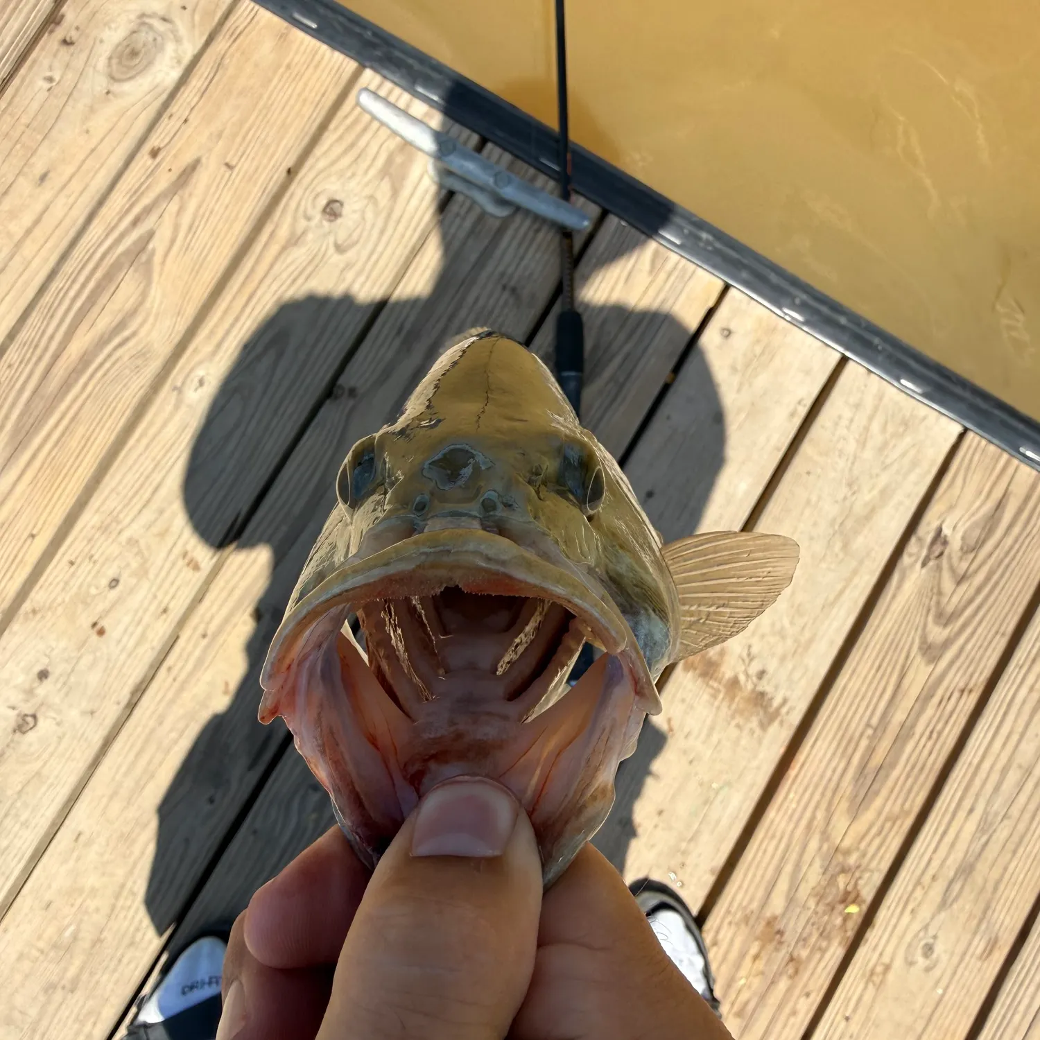 catch