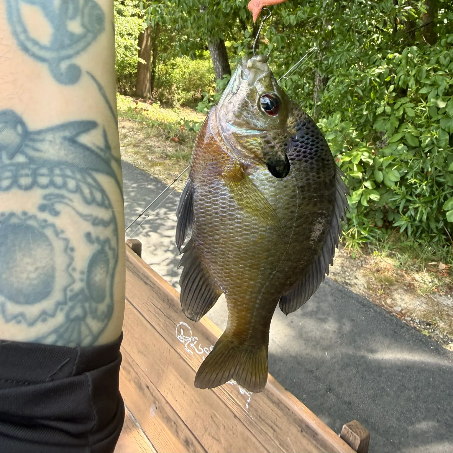 recently logged catches