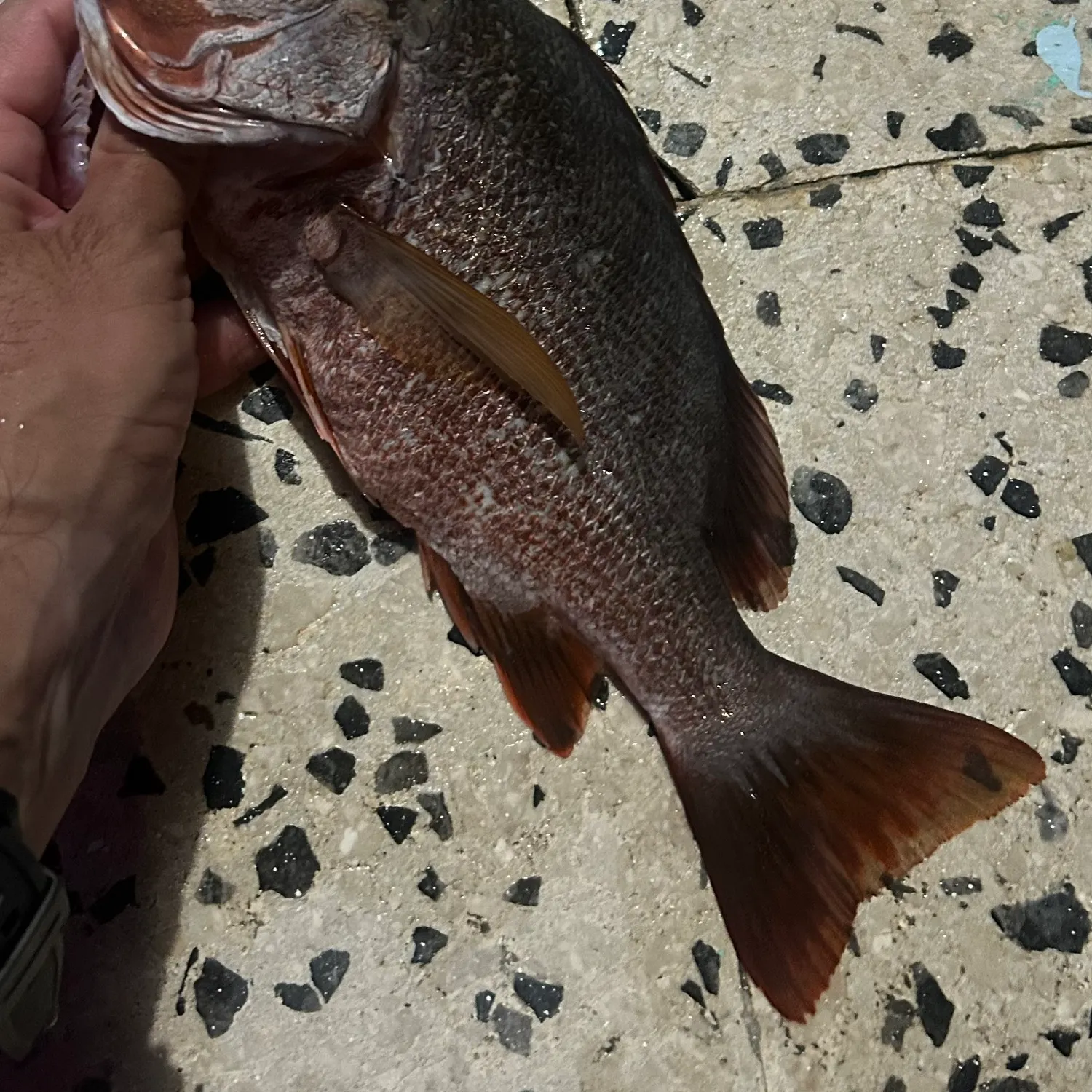 most liked catch image