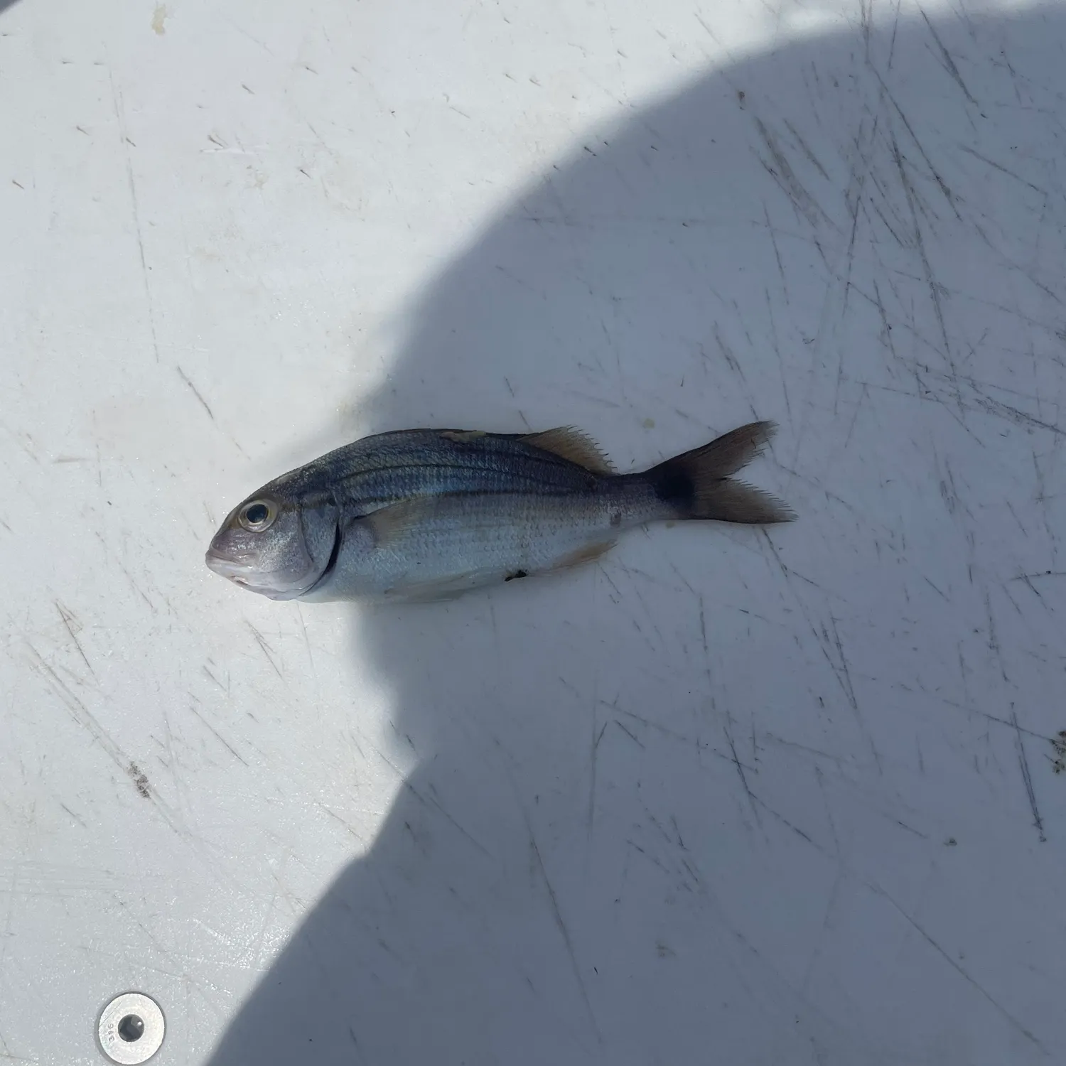 The most recent Tomtate grunt catches on Fishbrain