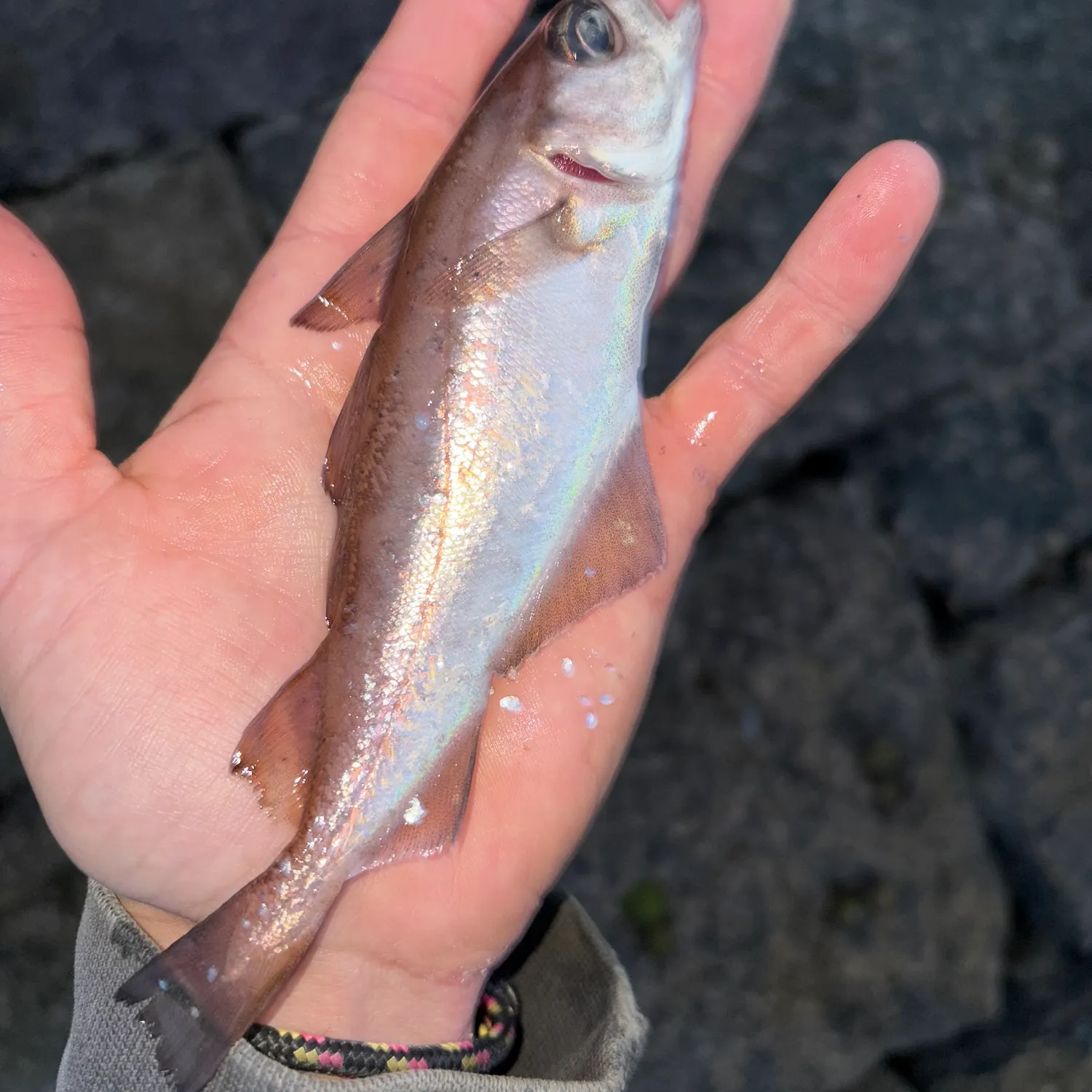 The most recent Norwegian pout catches on Fishbrain