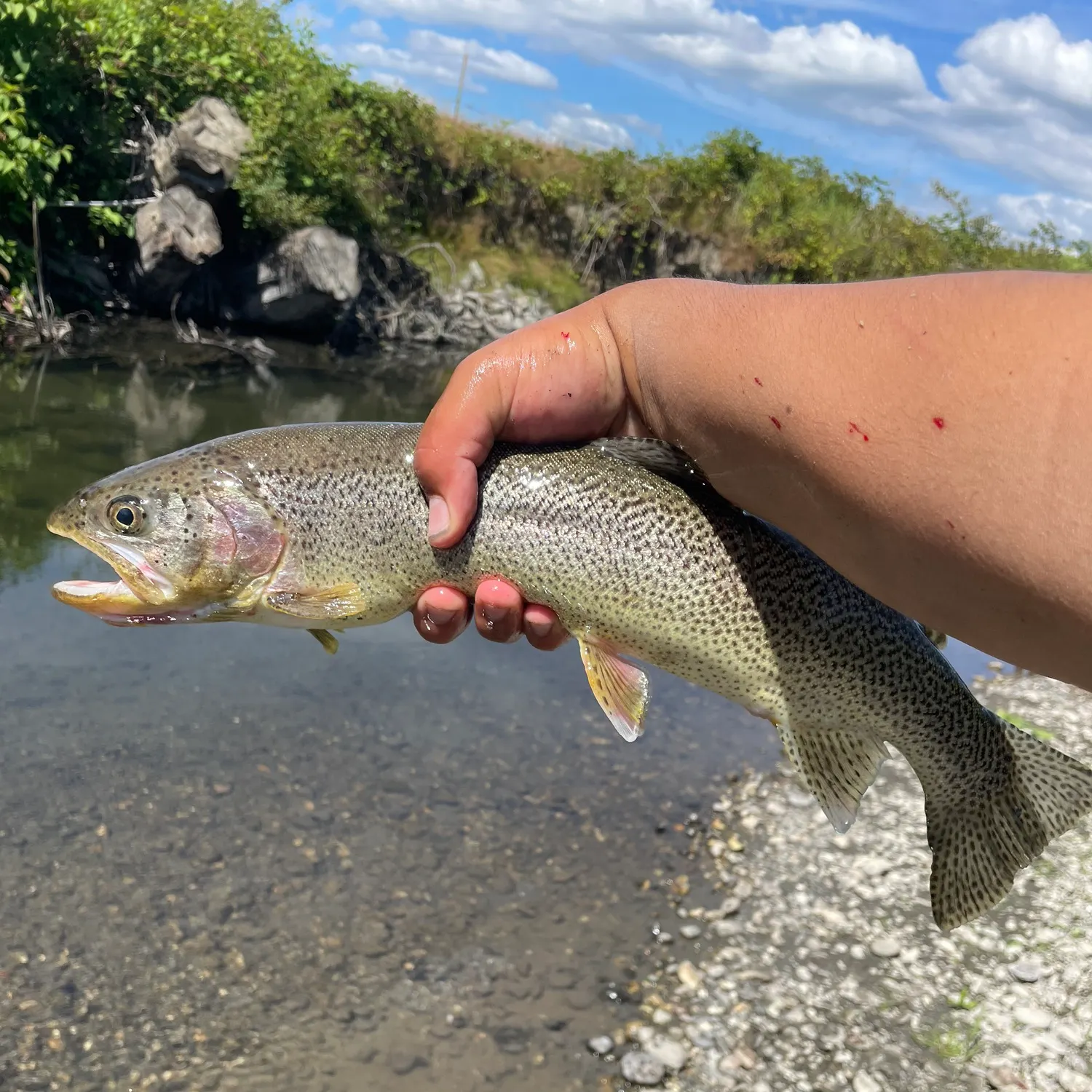 Coastal cutthroat trout caught on Fishbrain