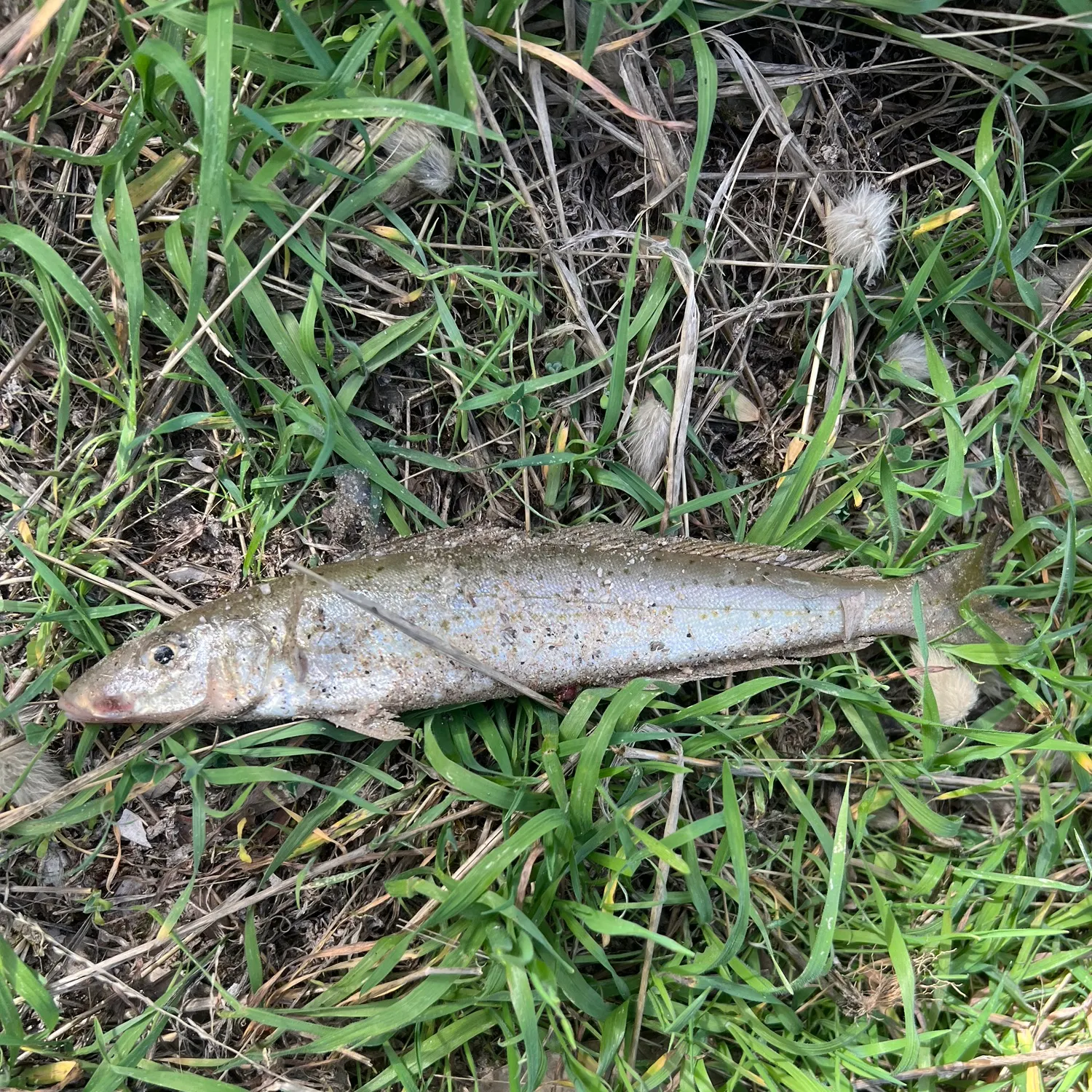 The most recent King George whiting catches on Fishbrain