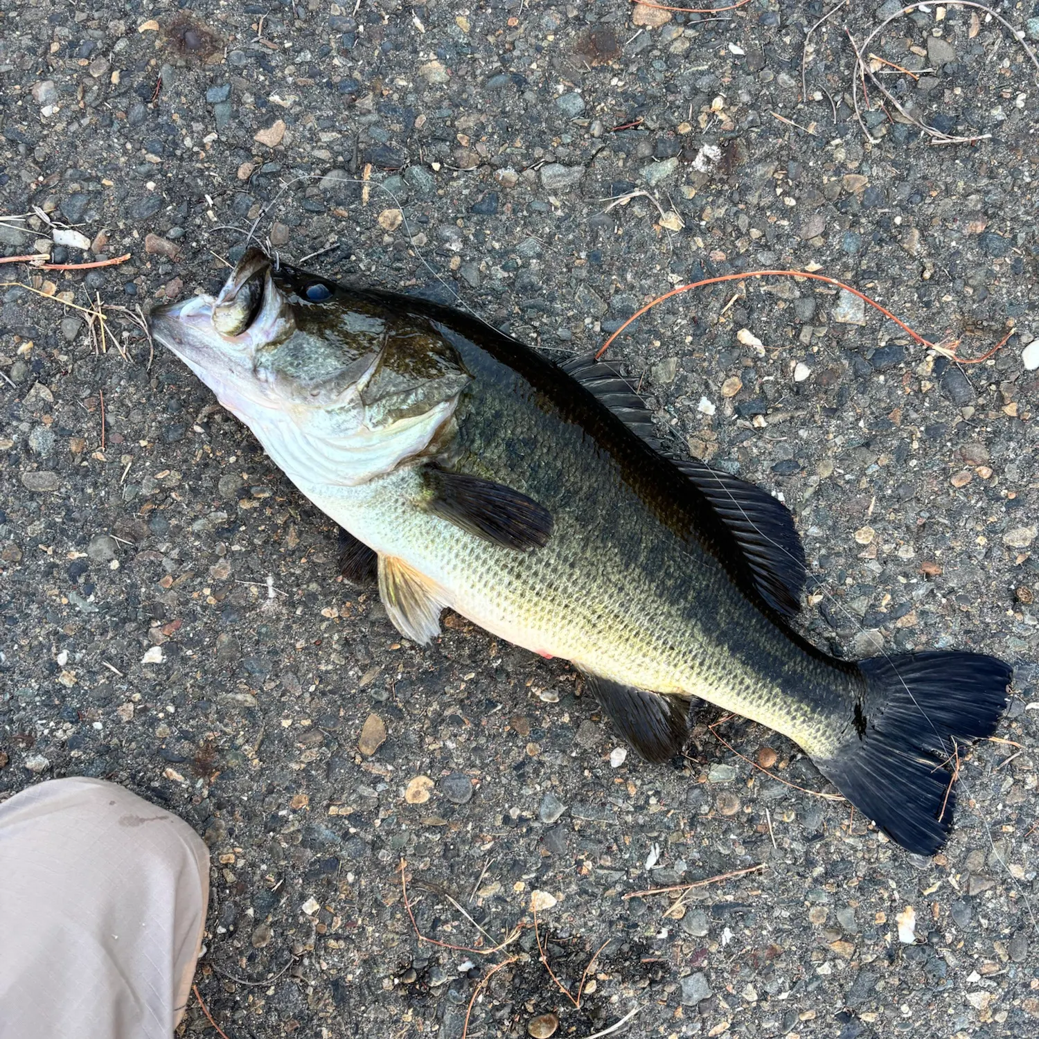 Largemouth bass caught on Fishbrain