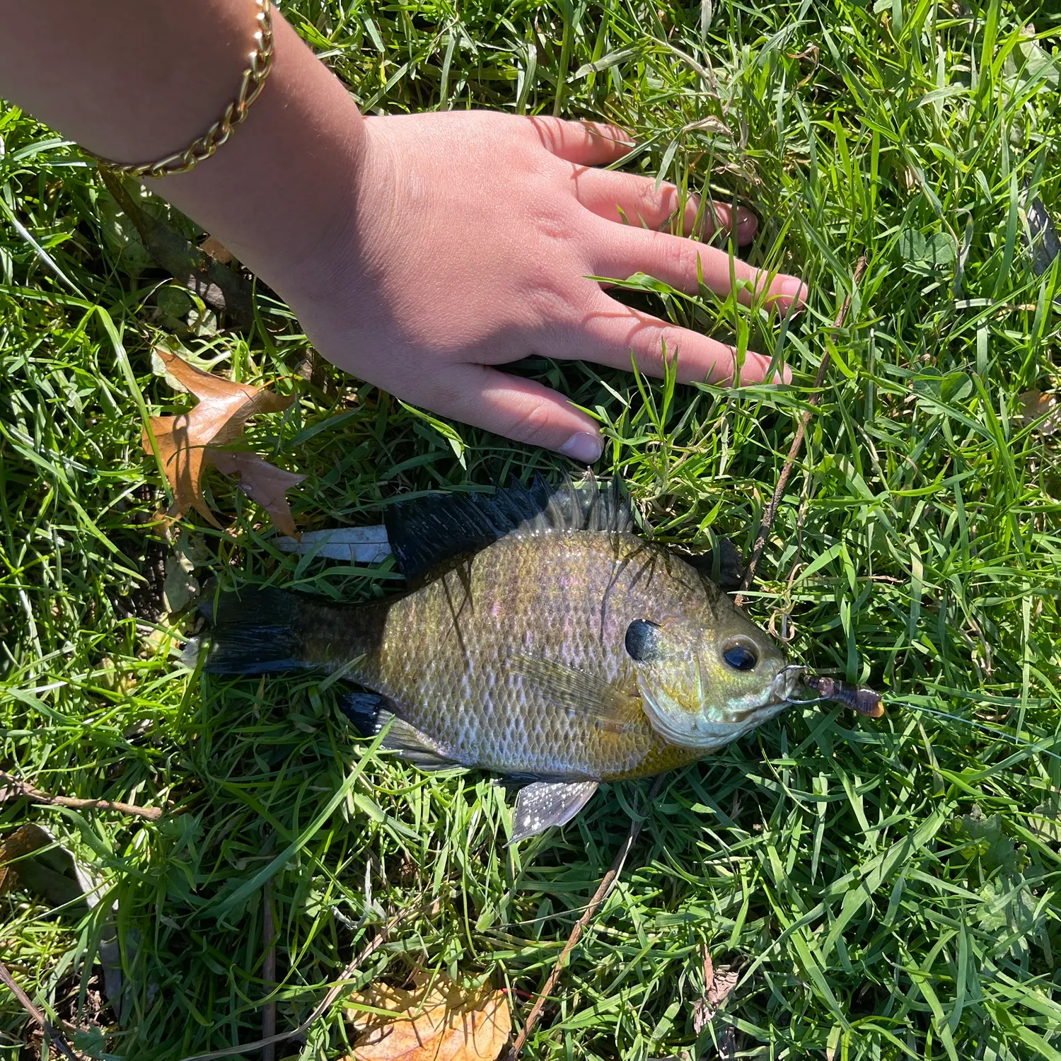 Bluegill caught on Fishbrain