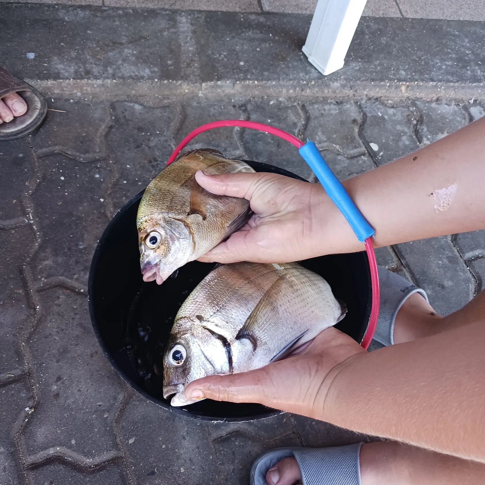 White seabream caught on Fishbrain