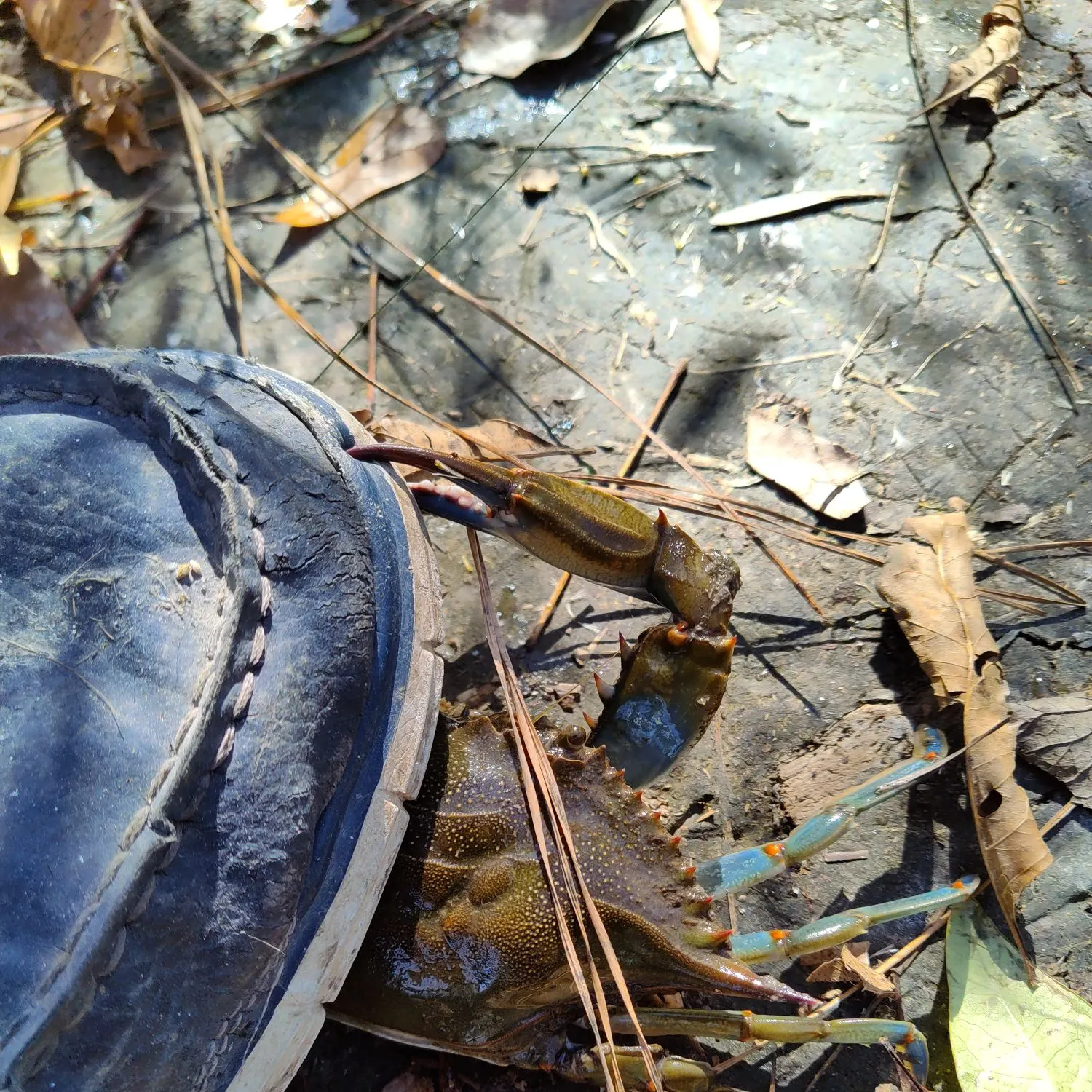 The most recent Blue crab catches on Fishbrain