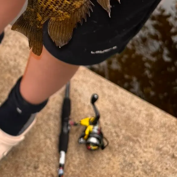 Rock bass caught on Fishbrain