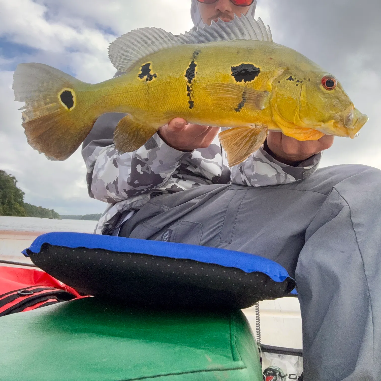 The most recent Essequibo peacock bass catches on Fishbrain