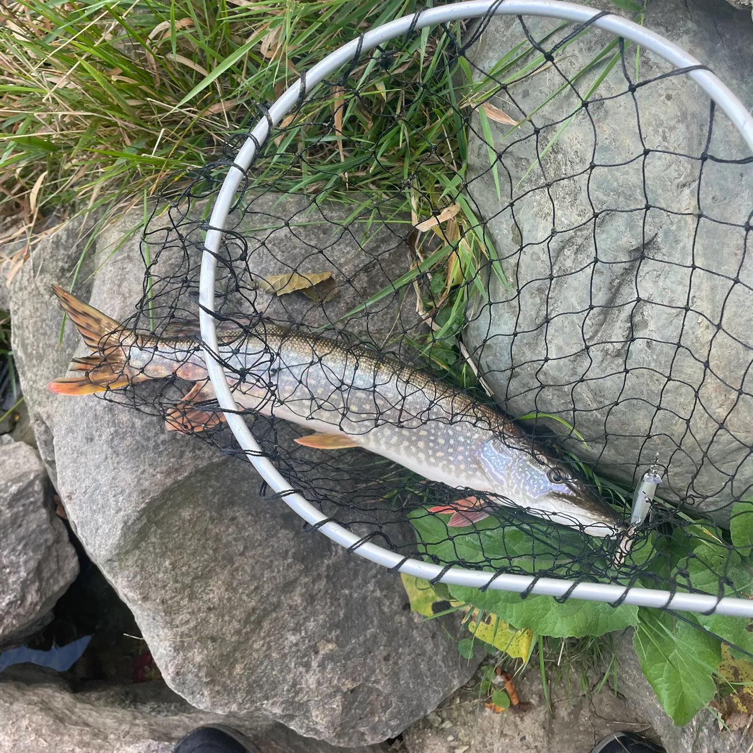 Northern pike caught on Fishbrain