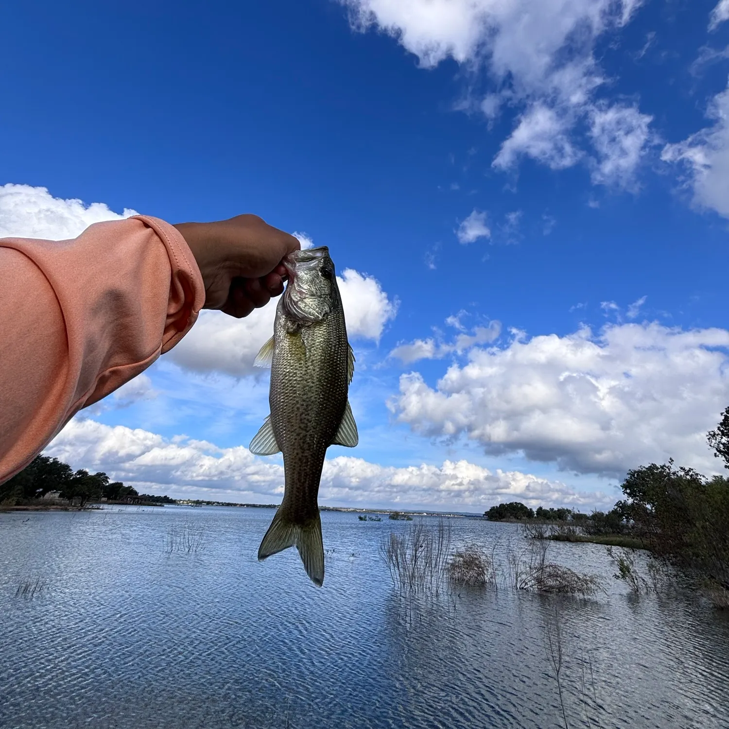 Fish caught on Fishbrain