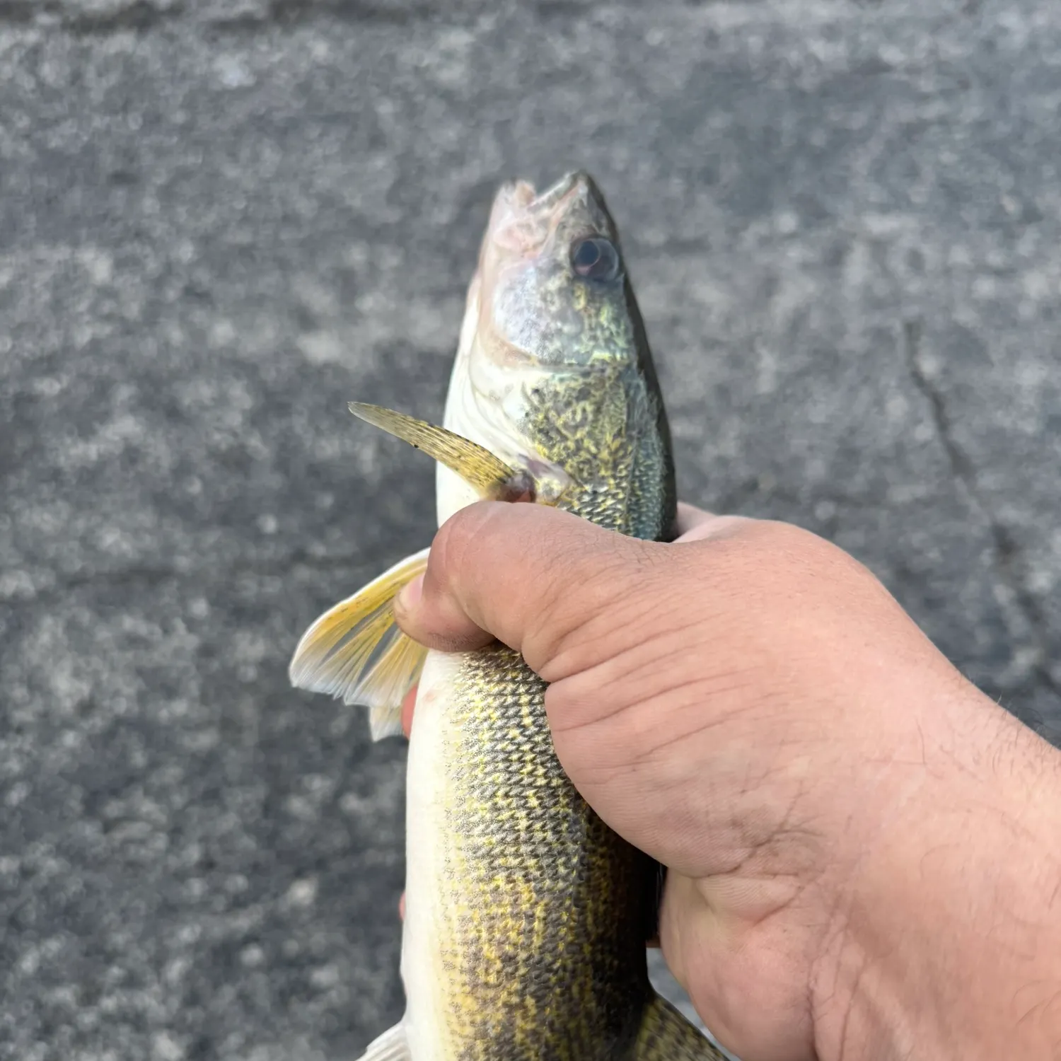 Fish caught on Fishbrain
