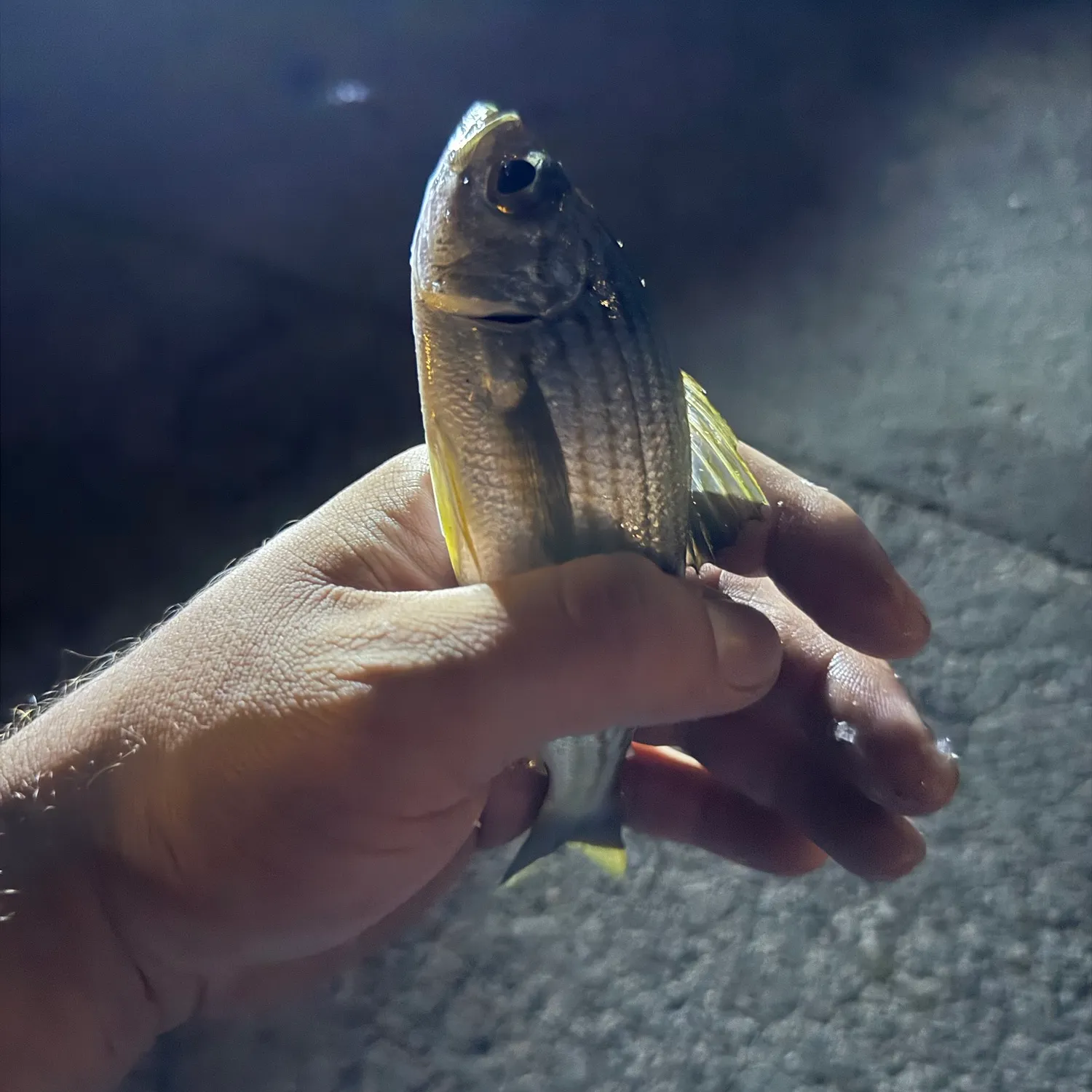 The most recent Striped mojarra catches on Fishbrain