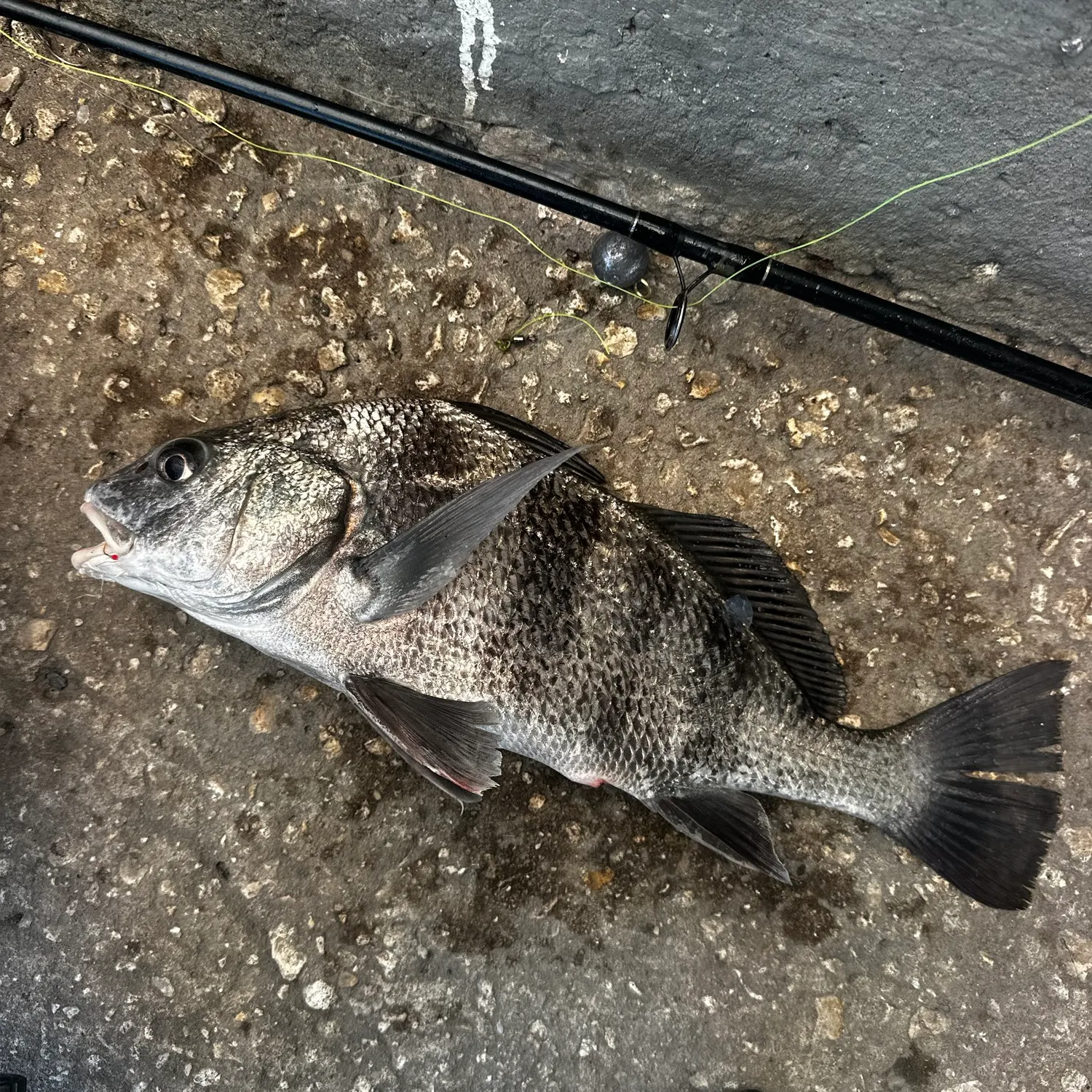 Black drum caught on Fishbrain