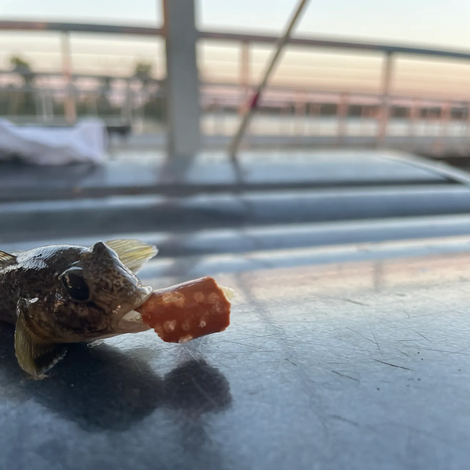 The most recent Round goby catches on Fishbrain