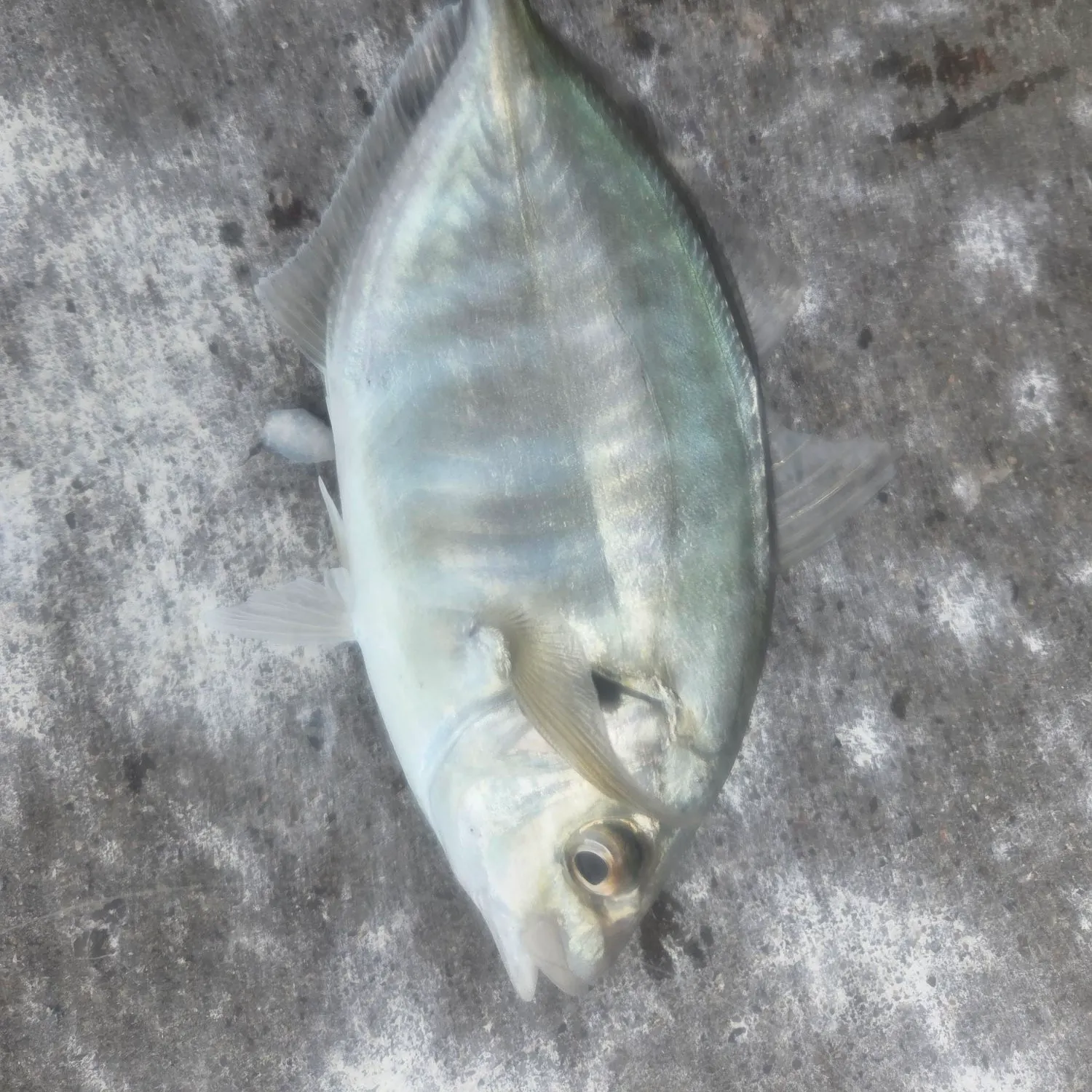 The most recent Yellowspotted trevally catches on Fishbrain