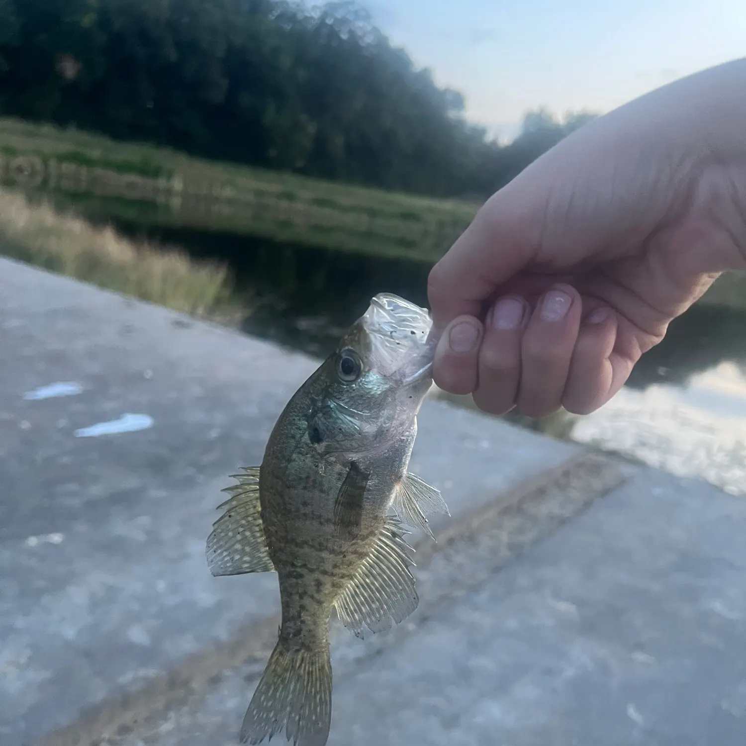 catch