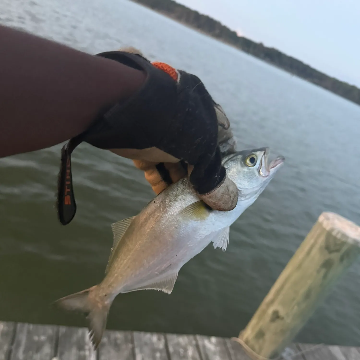 Bluefish caught on Fishbrain