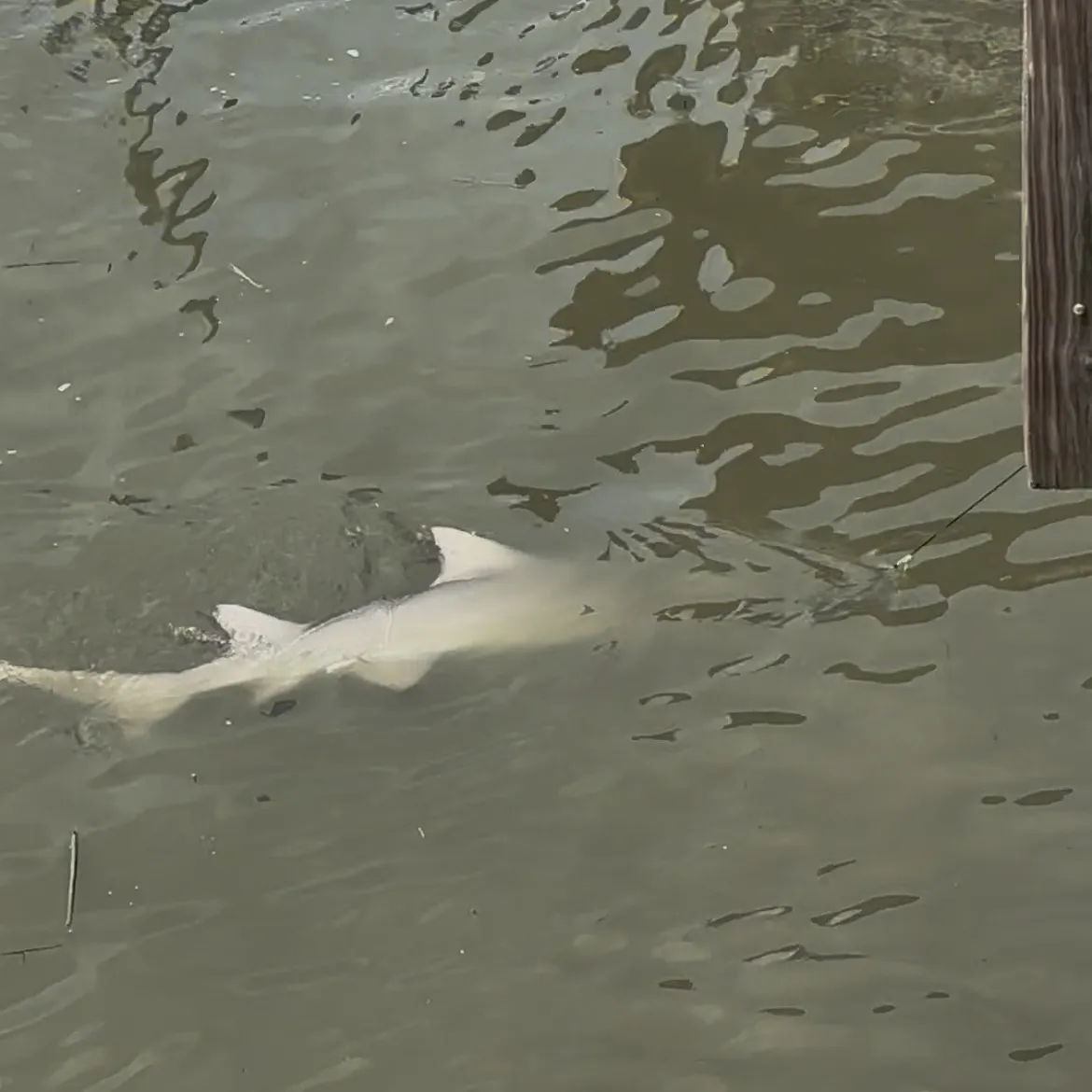 The most recent Lemon shark catches on Fishbrain