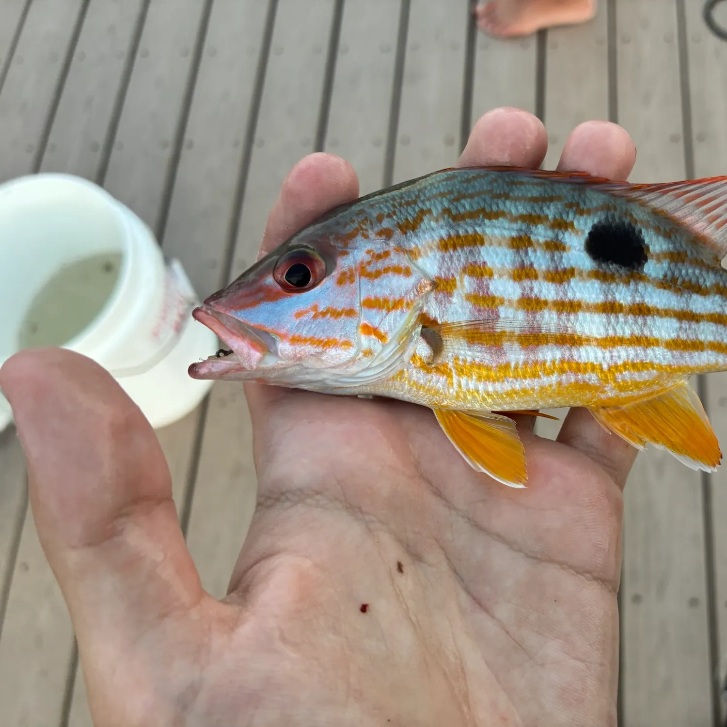 Lane snapper caught on Fishbrain