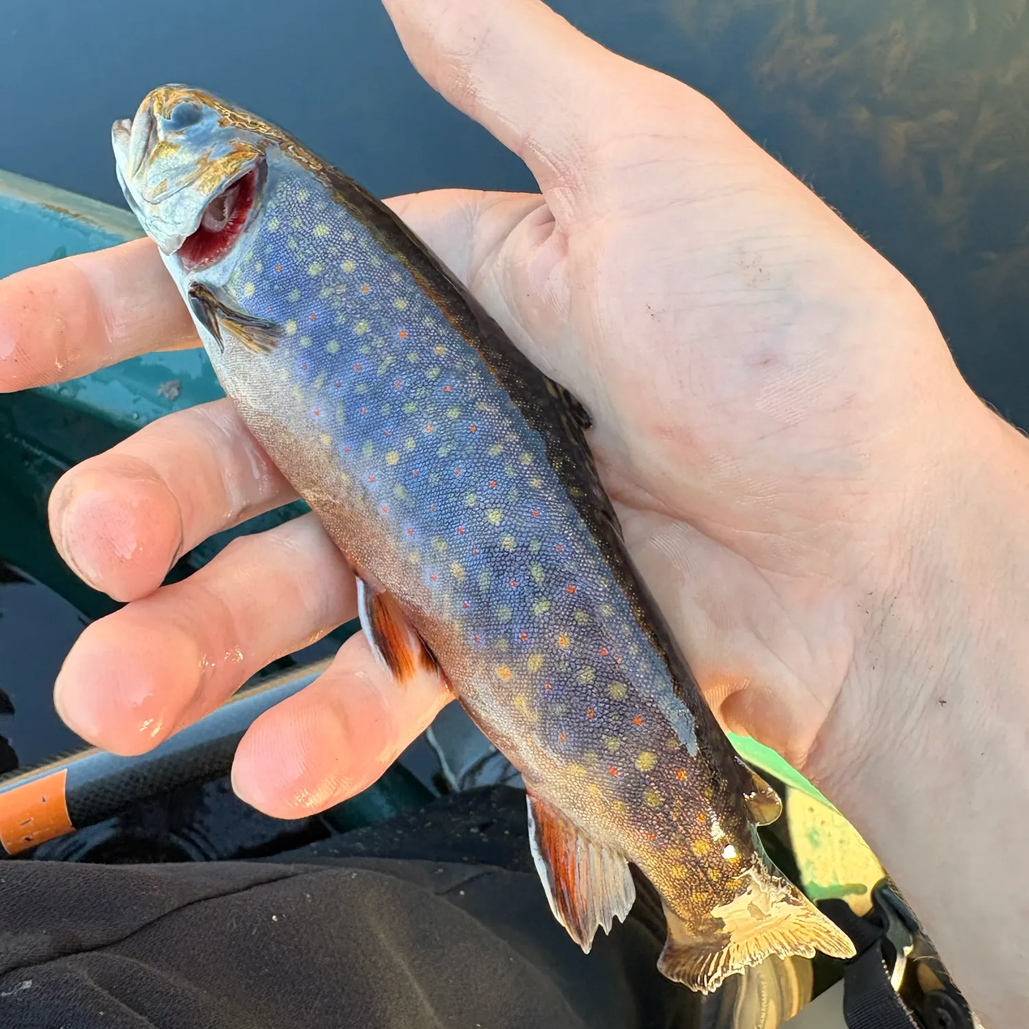 Brook trout caught on Fishbrain