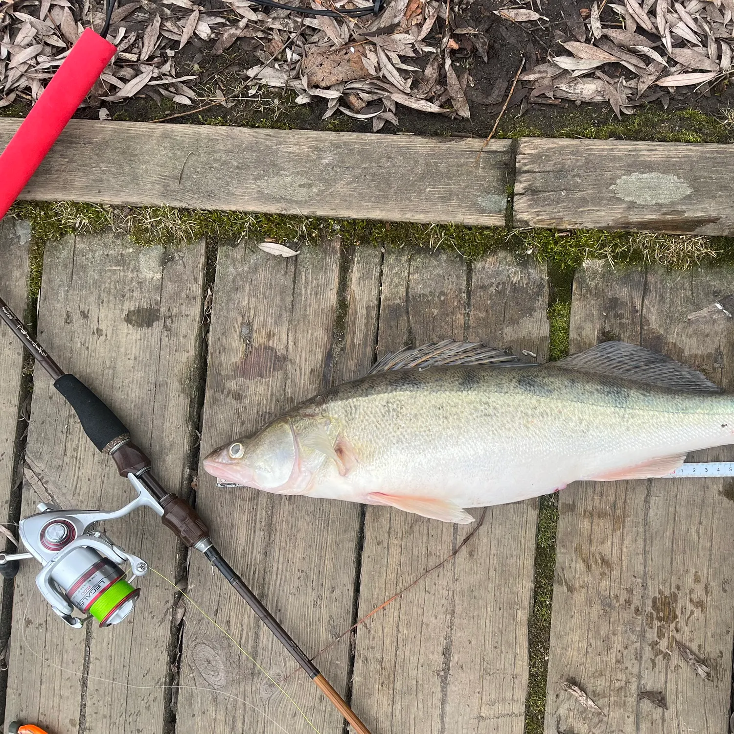 The most recent Zander catches on Fishbrain