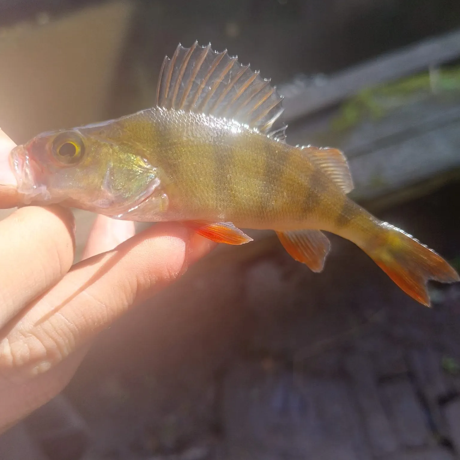 European perch caught on Fishbrain