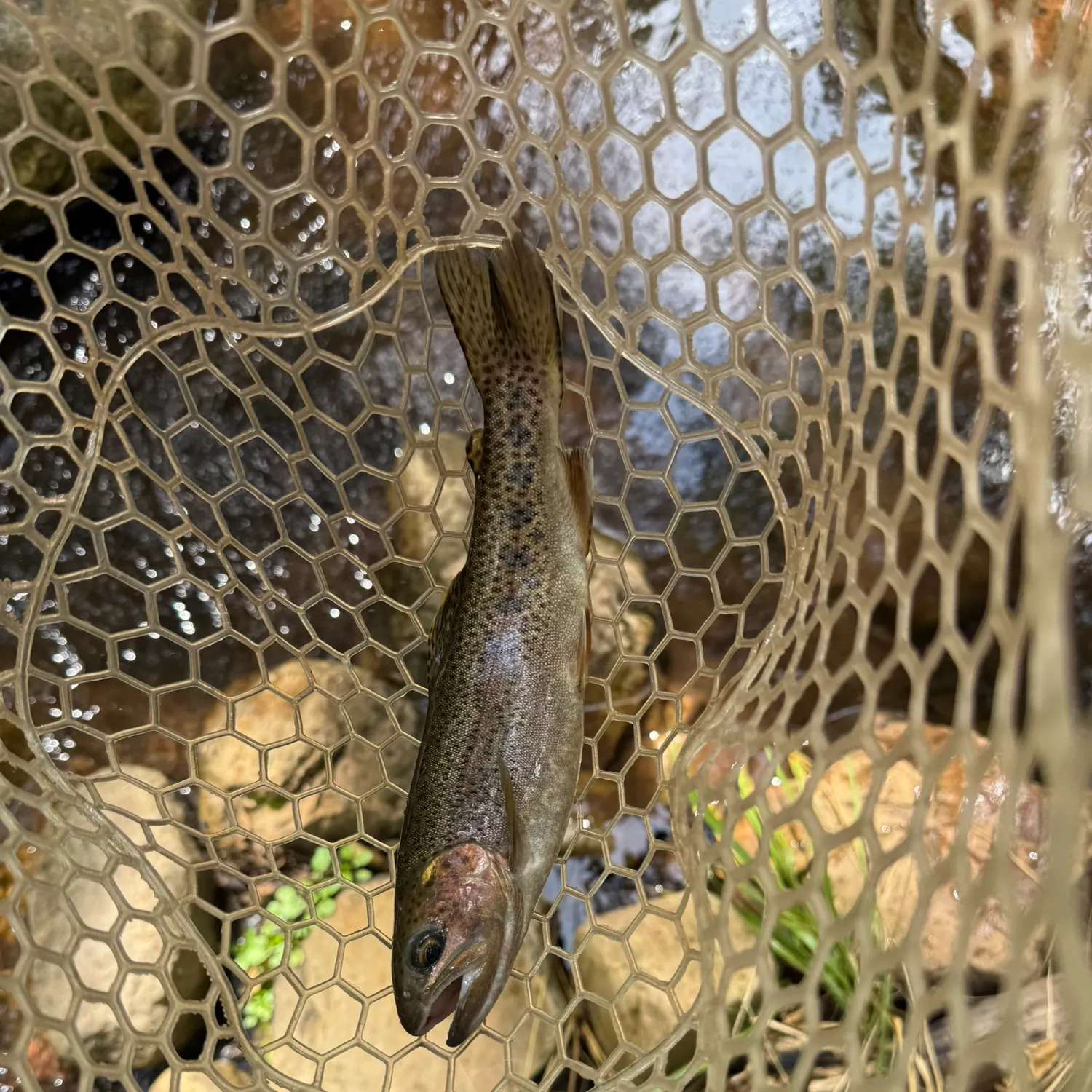 Rainbow trout caught on Fishbrain