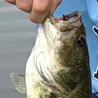 Smallmouth bass caught on Fishbrain