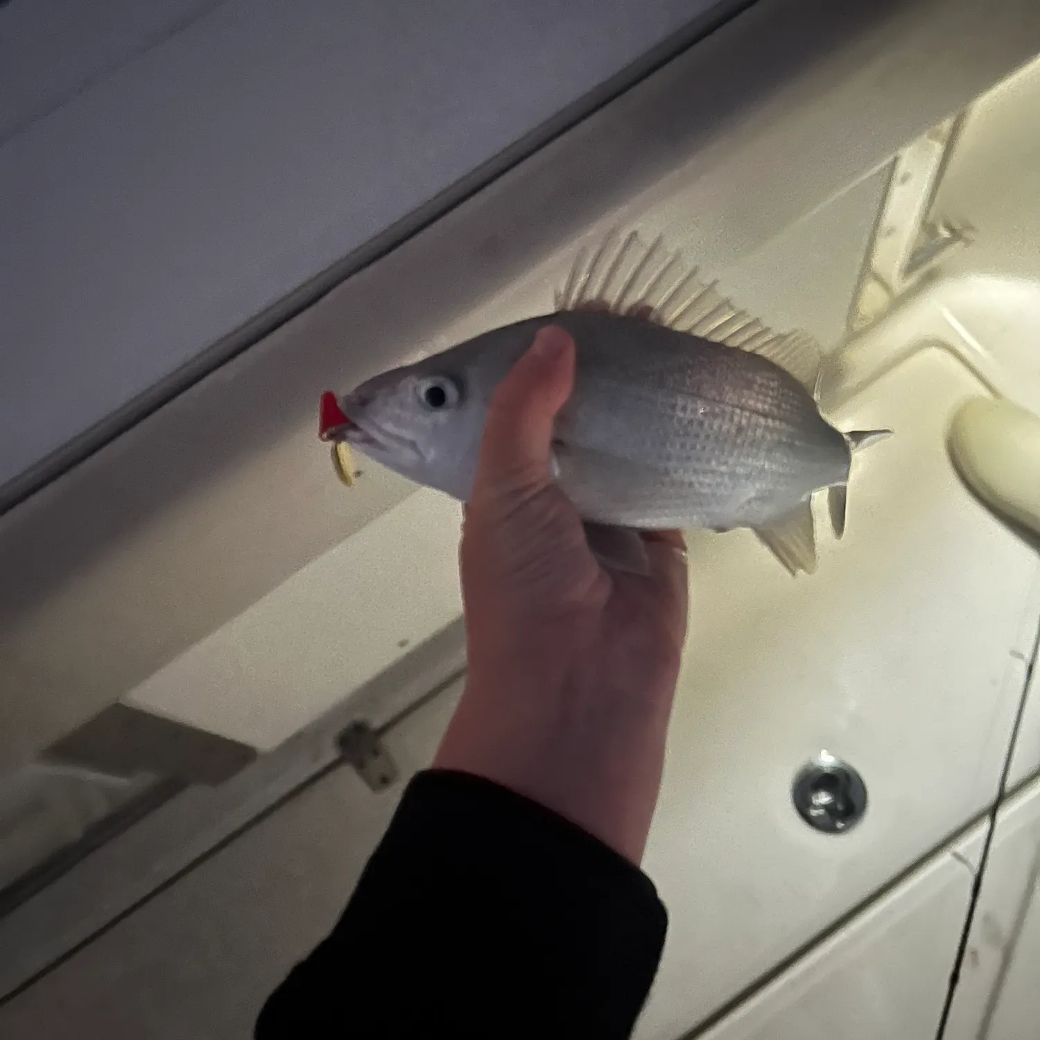 The most recent Grey grunt catches on Fishbrain