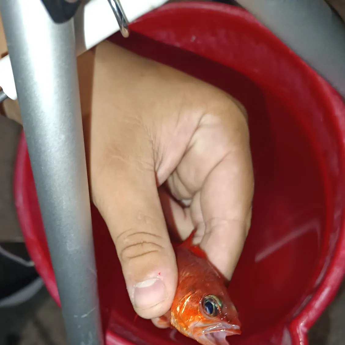 California scorpionfish caught on Fishbrain