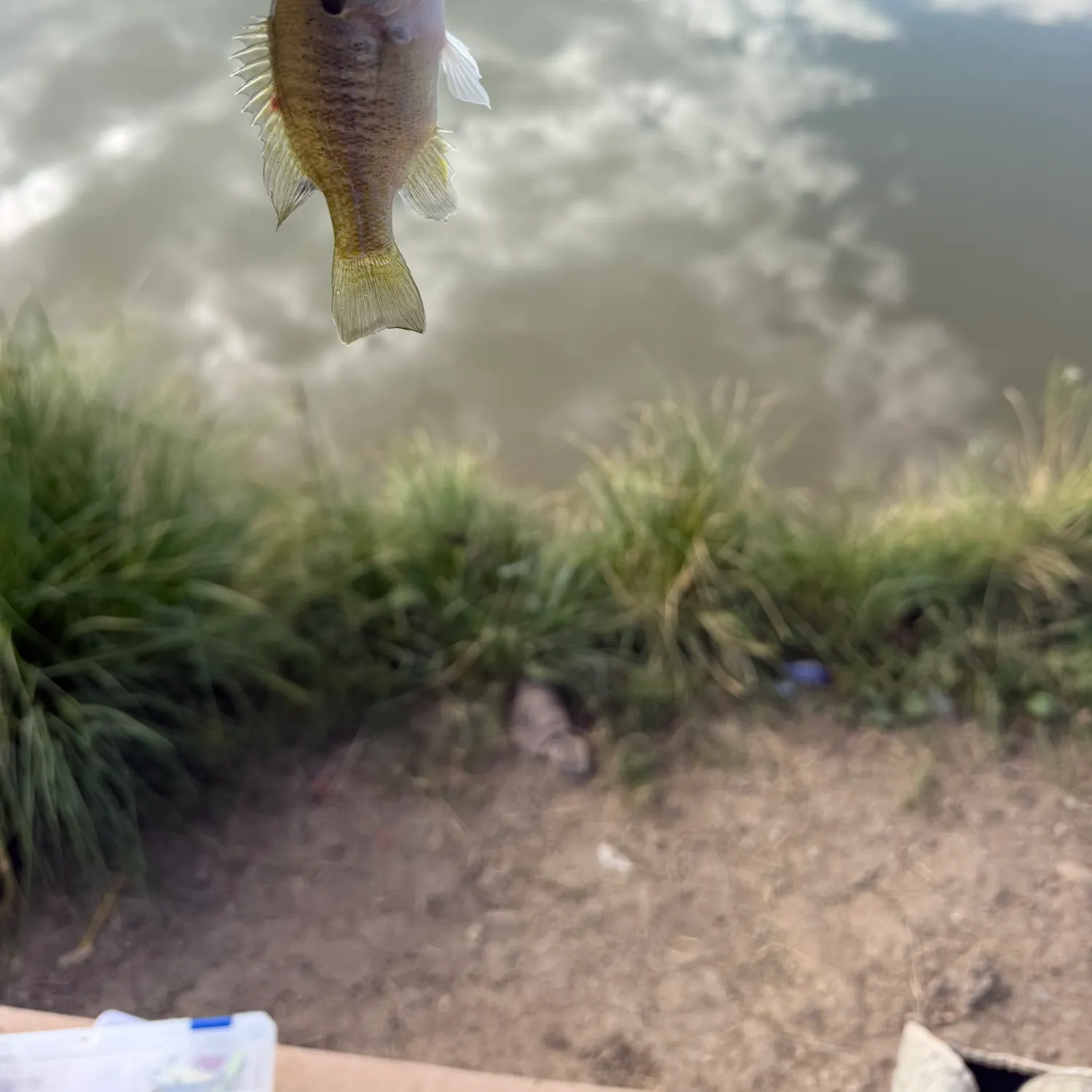 Green sunfish caught on Fishbrain