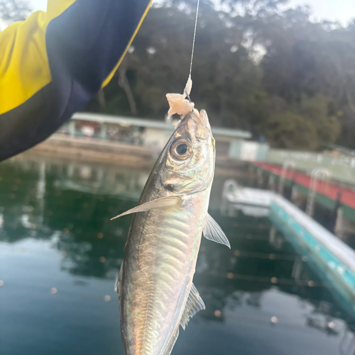 The most recent Pacific jack mackerel catches on Fishbrain