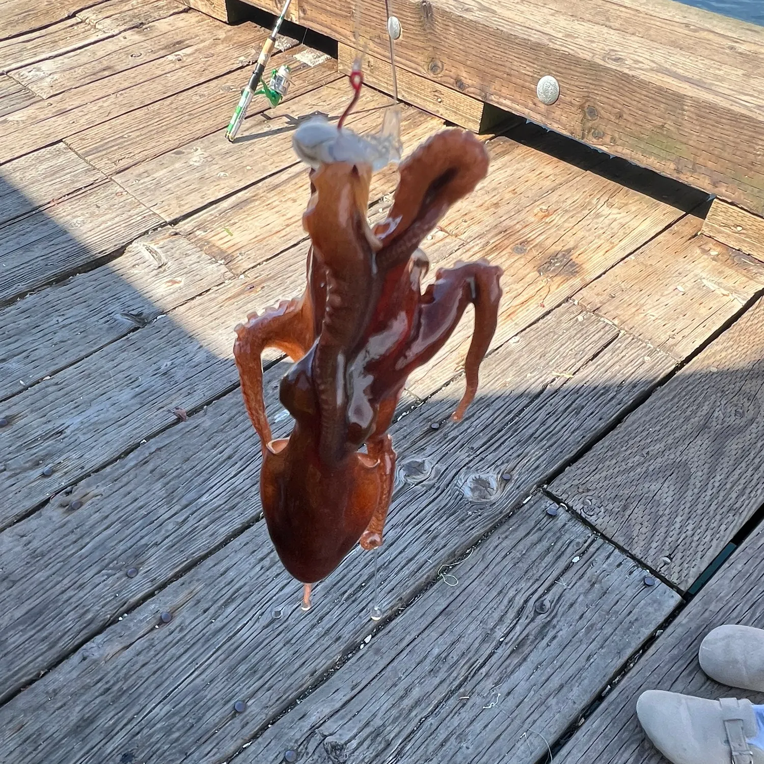 The most recent Common octopus catches on Fishbrain