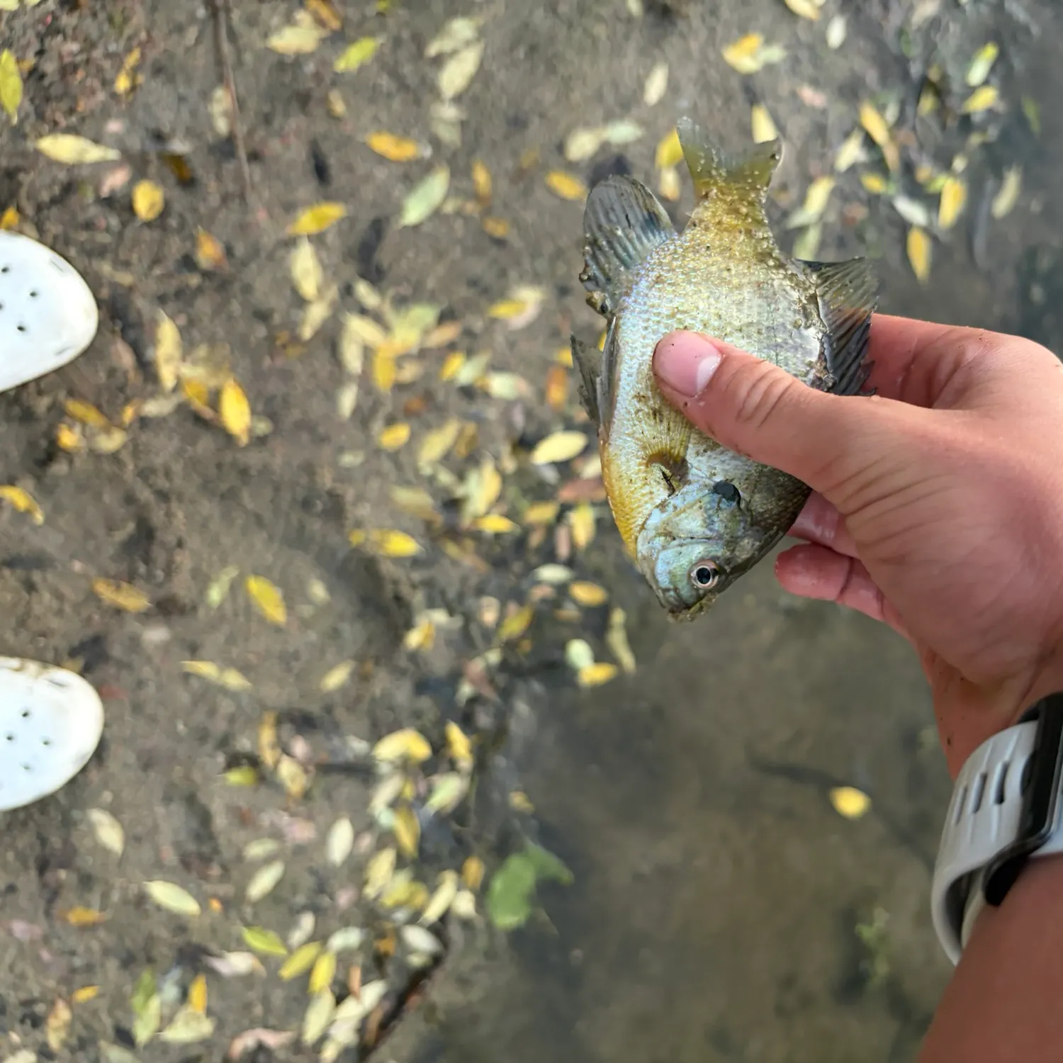 Bluegill caught on Fishbrain