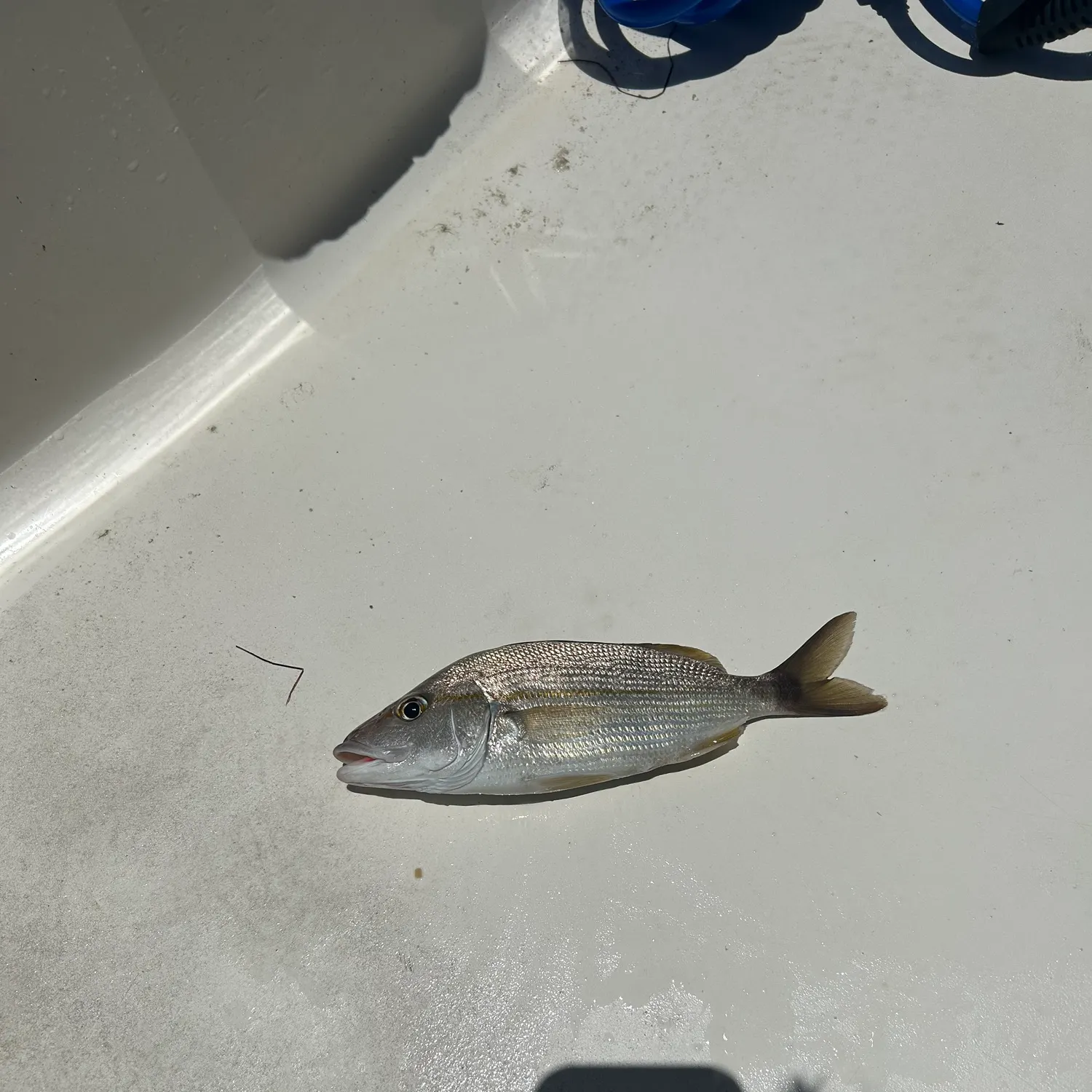 White grunt caught on Fishbrain