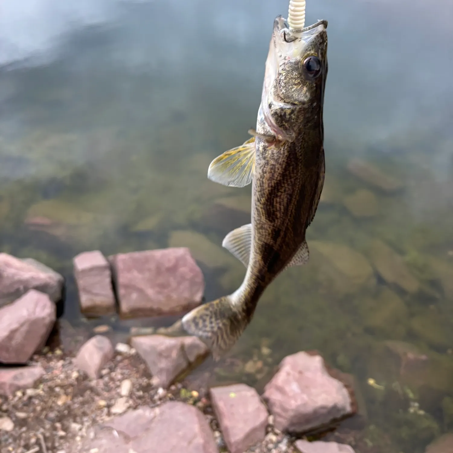 The most recent Sauger catches on Fishbrain