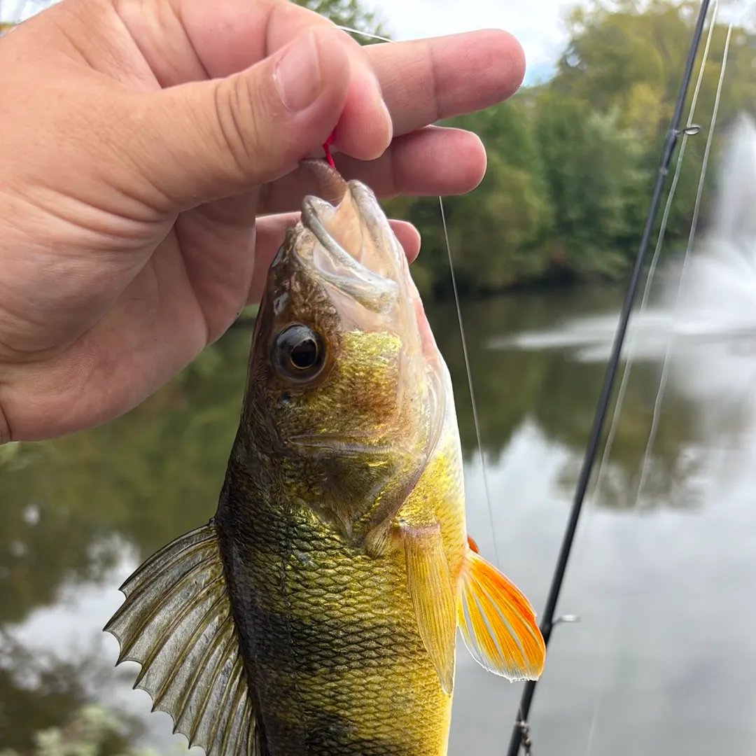 Yellow perch caught on Fishbrain