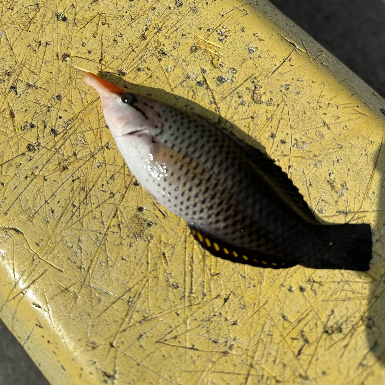 The most recent Bird wrasse catches on Fishbrain