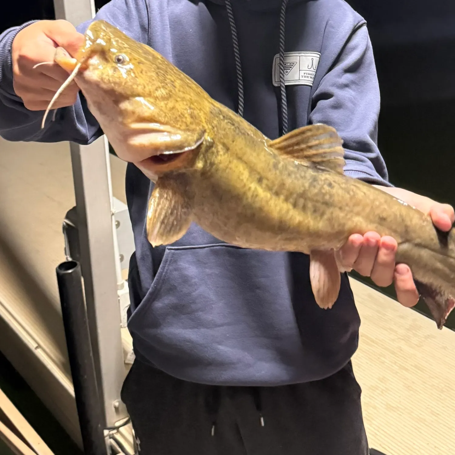 The most recent Flathead catfish catches on Fishbrain