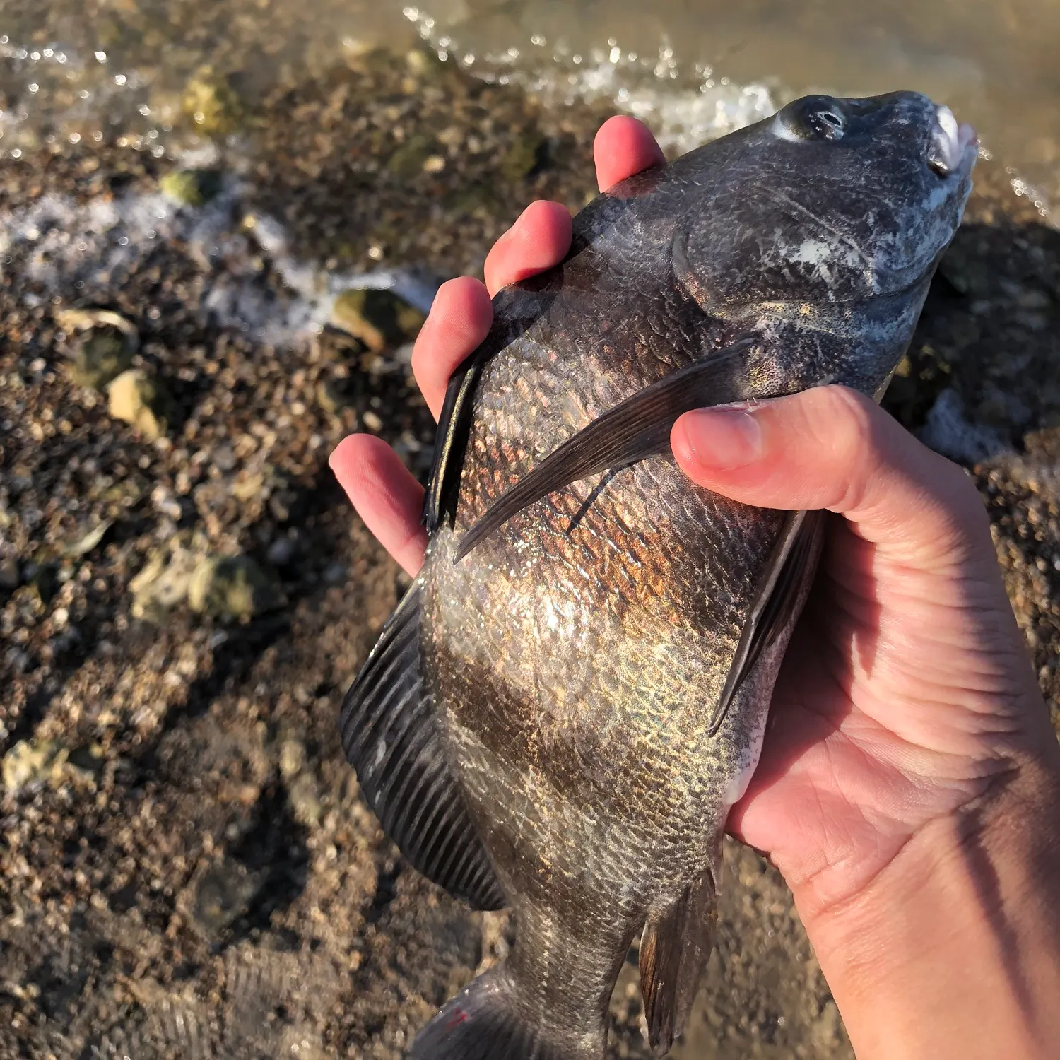 Black drum caught on Fishbrain